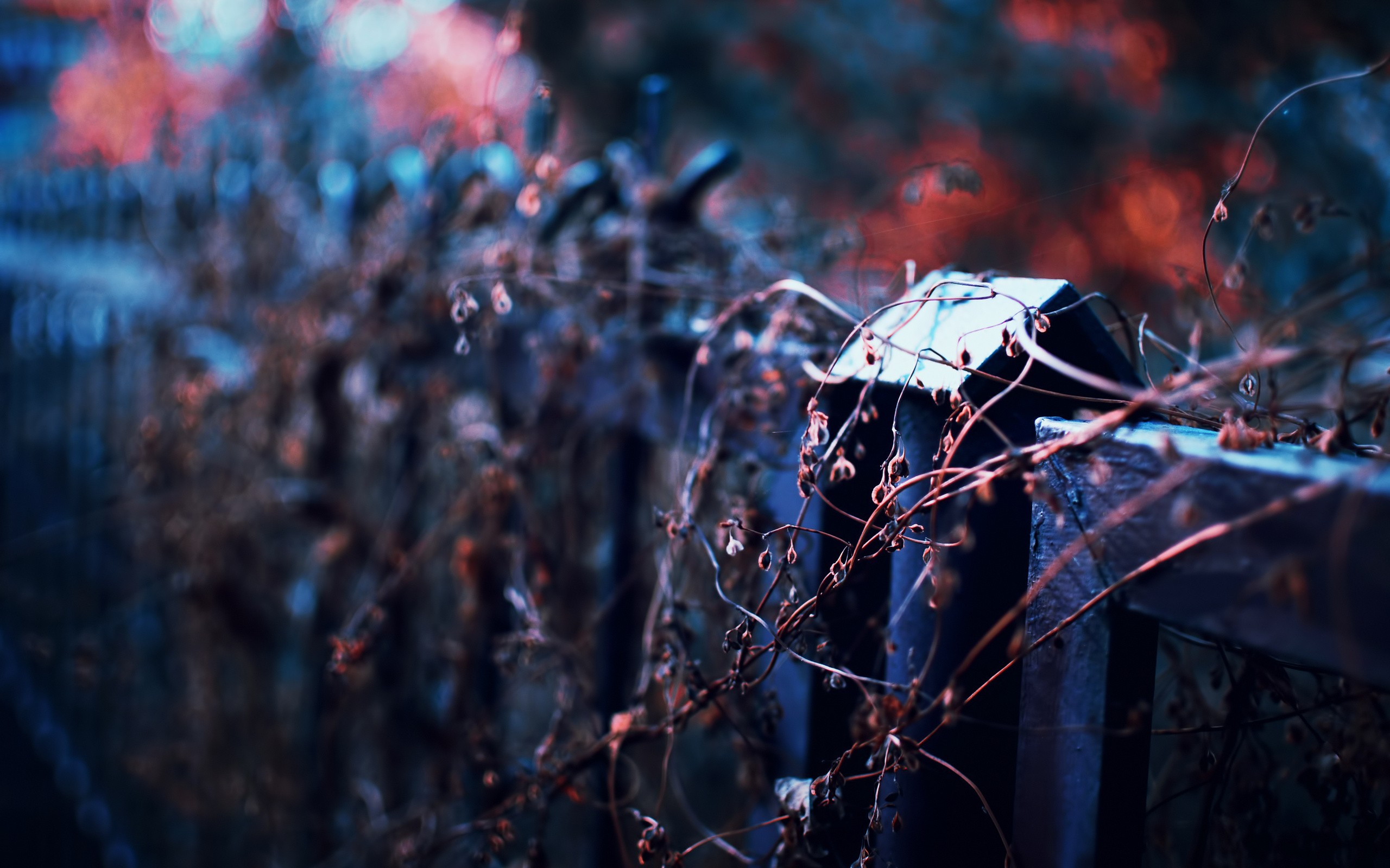 Photography Depth Of Field Fence Twigs 2560x1600