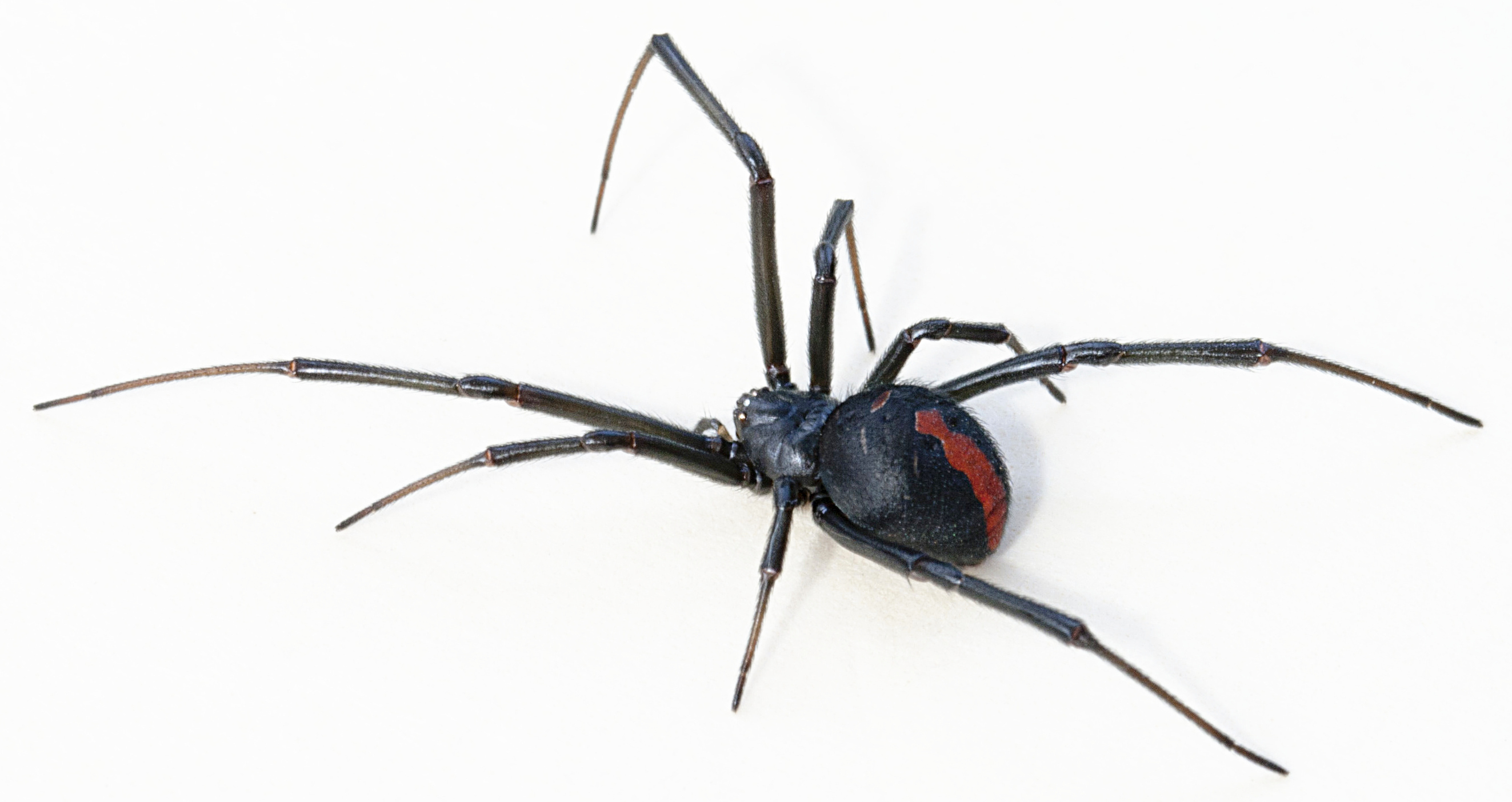 Redback Spider 2646x1404