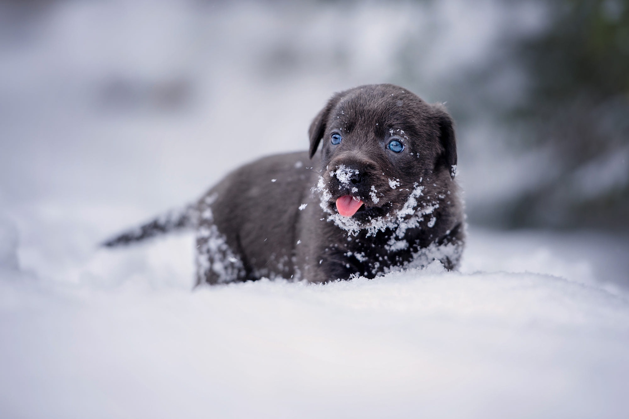 Snow Winter Animals Mammals Puppies Outdoors Dog 2048x1365