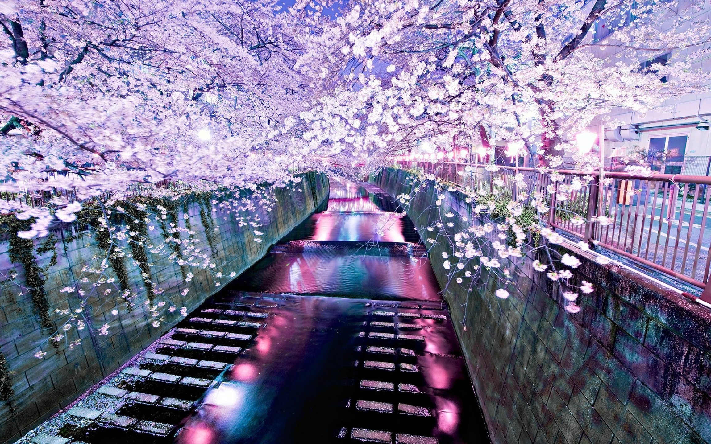 Canal Urban Lights Blossoms Night 2304x1440