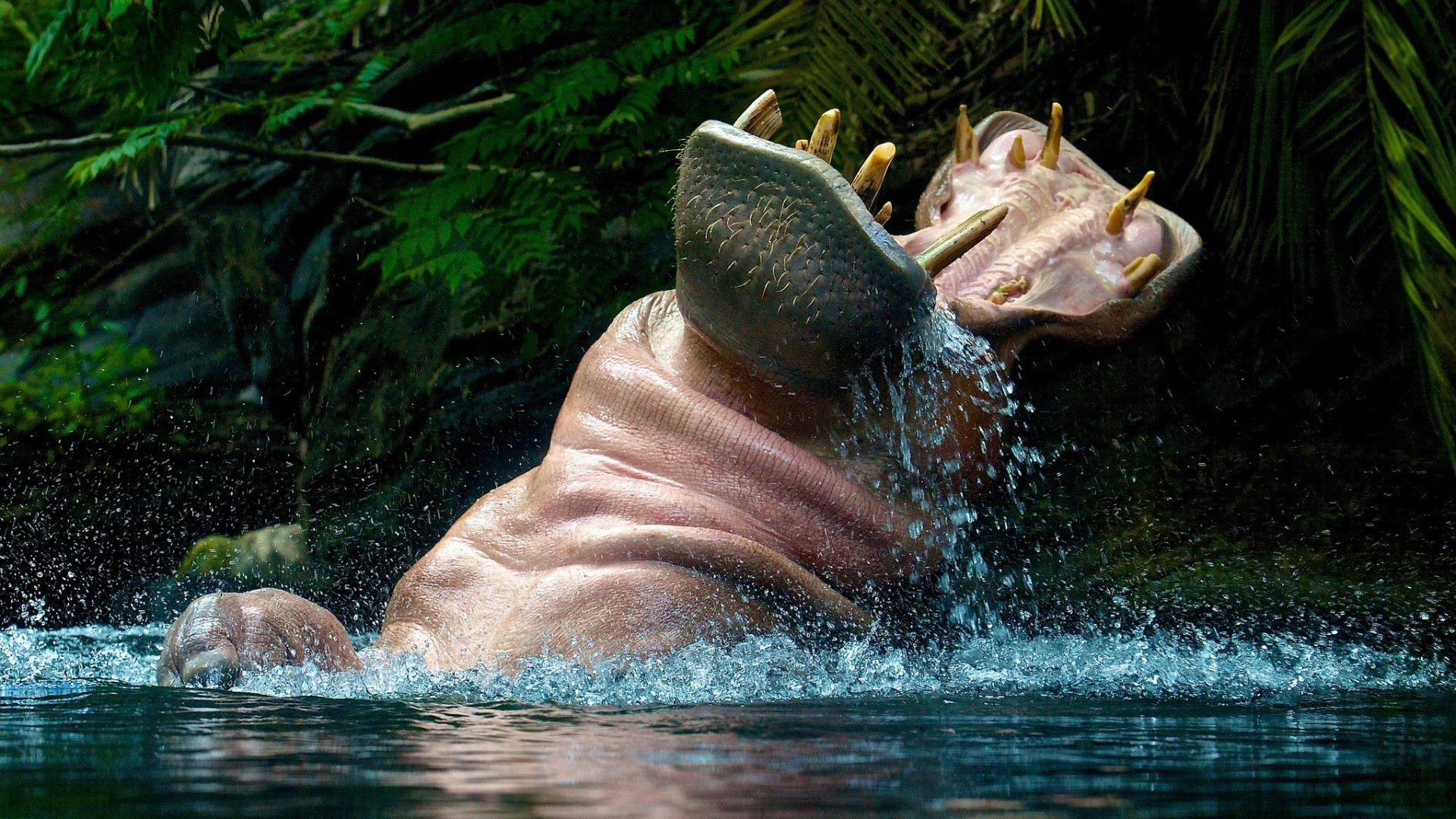 Hippos Animals Open Mouth Water 1920x1080