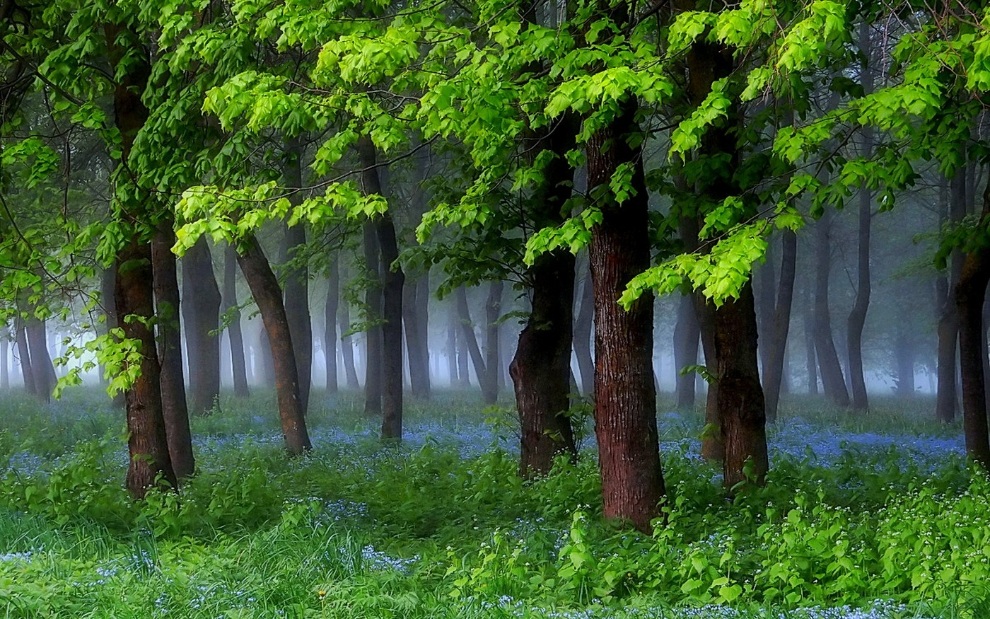 Nature Landscape Spring Forest Grass Wildflowers Mist Trees Green Morning Shrubs 1400x875