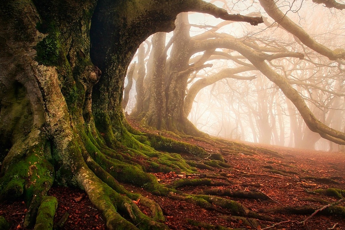 Mist Moss Forest Roots Trees Ancient Leaves Nature Landscape 1200x800