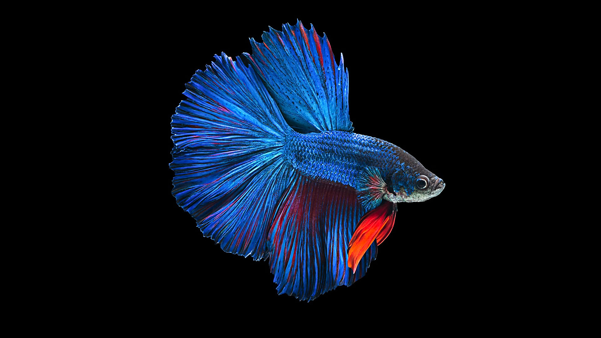 Siamese Fighting Fish 1920x1080