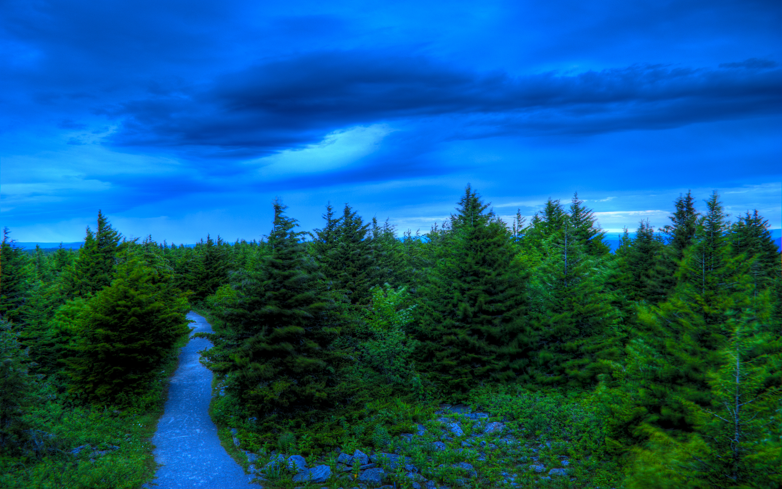 Earth Nature Tree Pine Tree Sky Blue 2560x1600