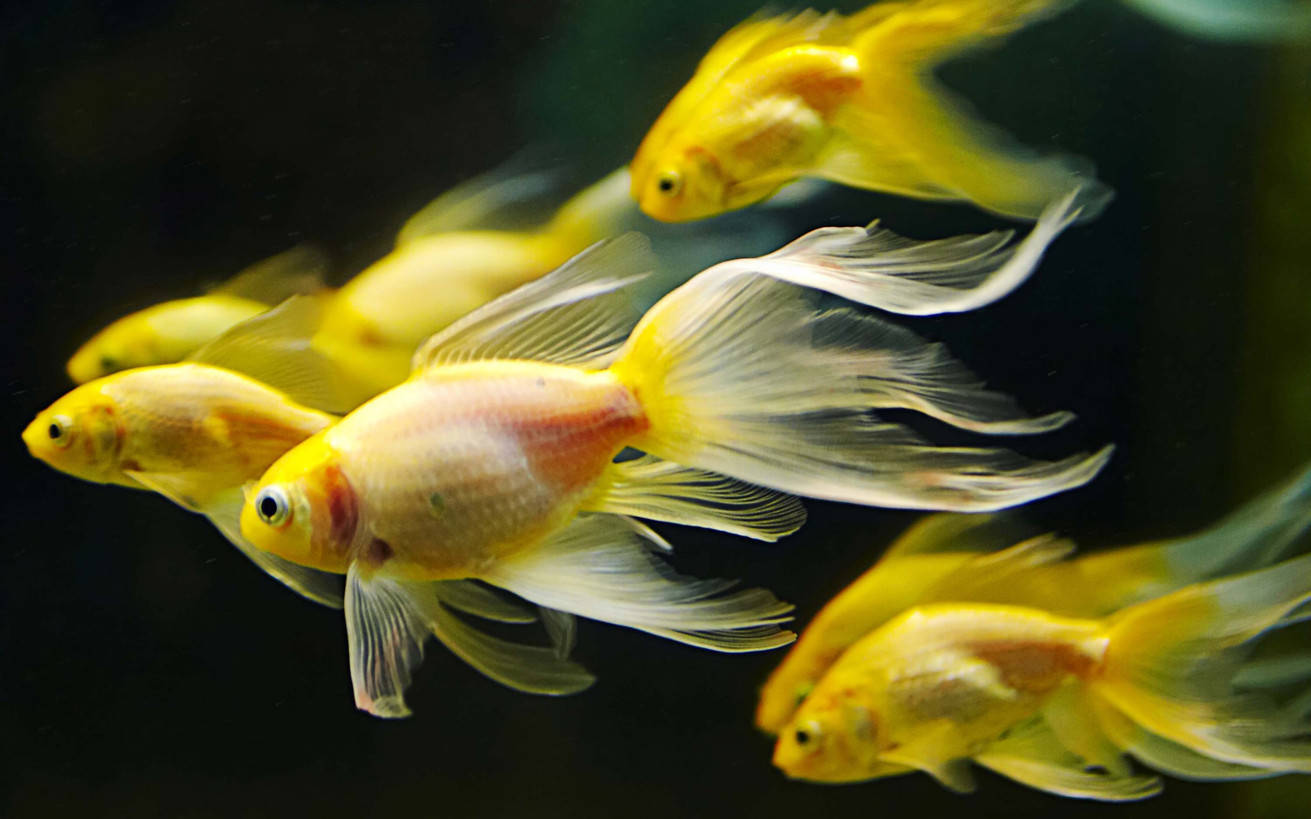 Aquarium Goldfish Fish 2560x1600