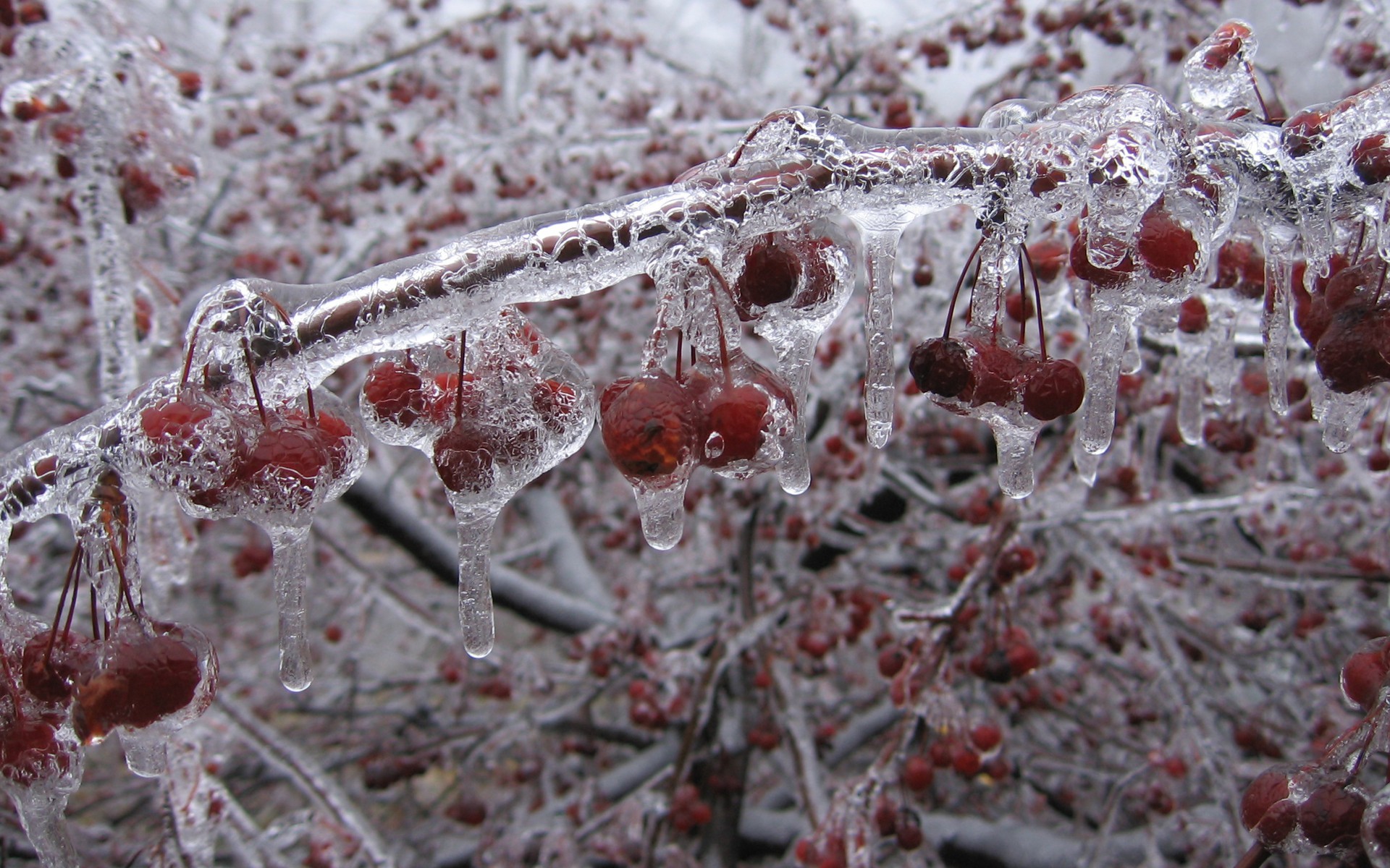 Ice Trees Raspberries 1920x1200