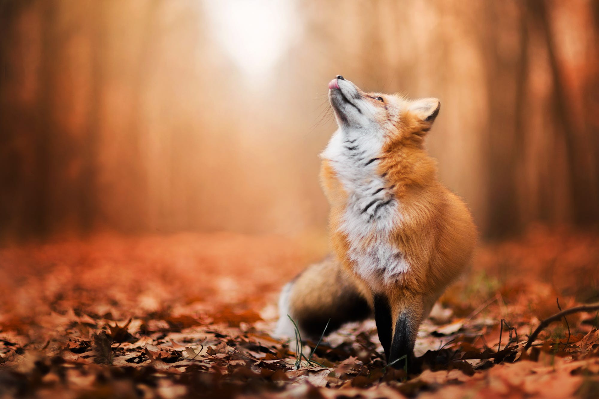 Fox Animals Nature Wildlife Landscape Forest Fallen Leaves Red Leaves 2000x1334