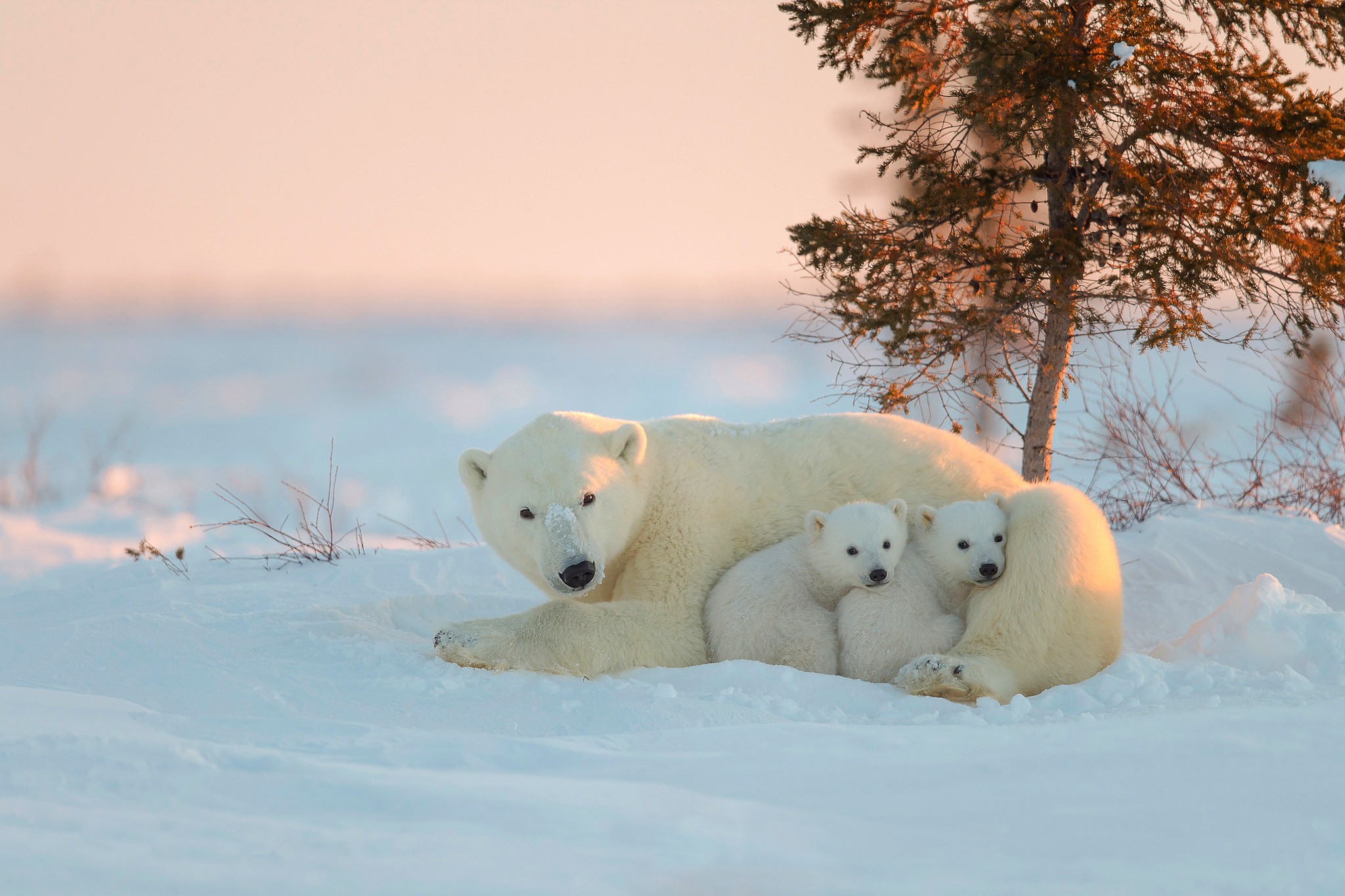 Animals Polar Bears Snow Baby Animals 2048x1365