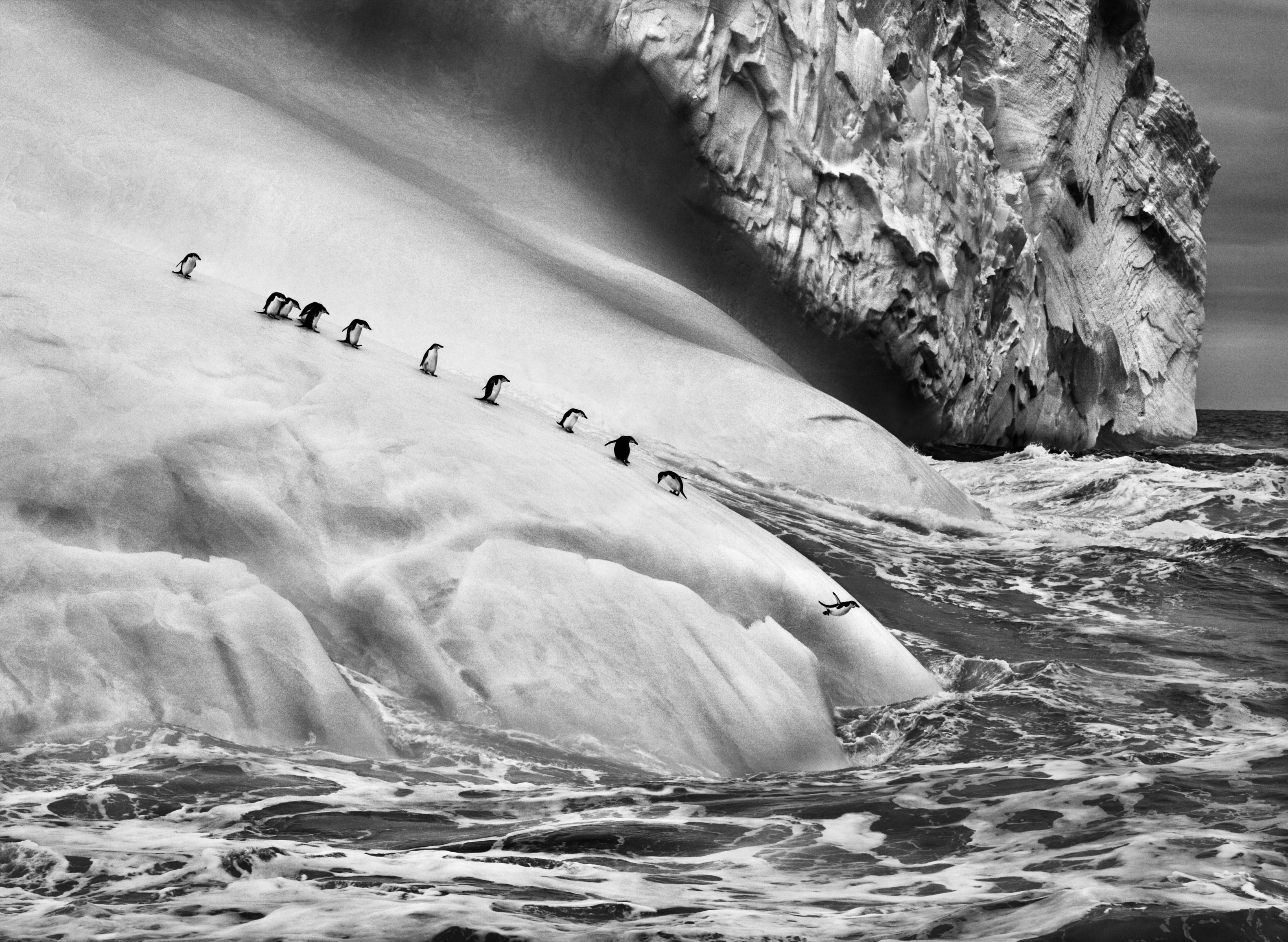 Nature Landscape Animals Ice Penguins Iceberg Monochrome Sebastiao Salgado Antarctica Sea Waves Phot 3165x2315