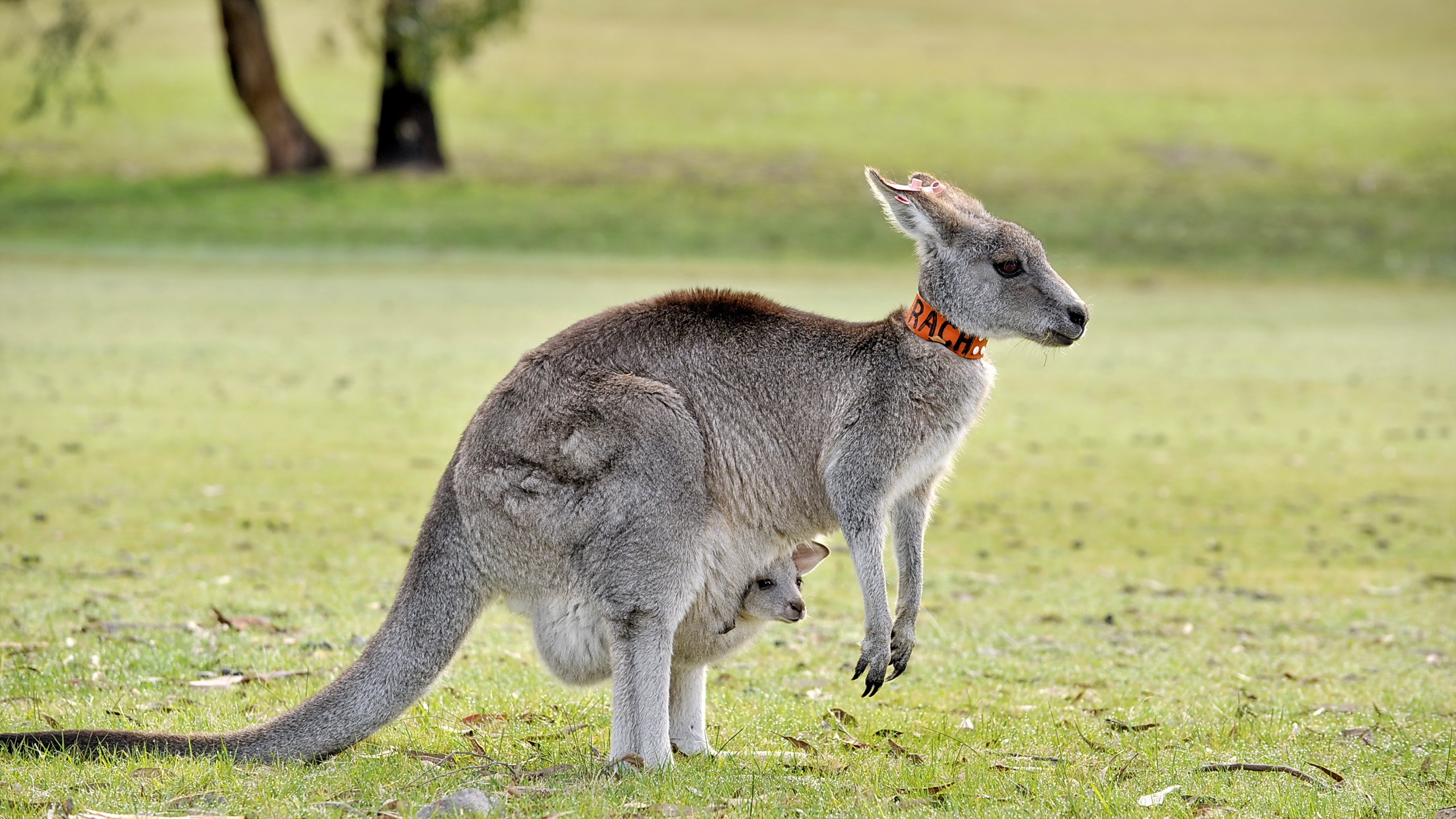 Animal Kangaroo 2560x1440