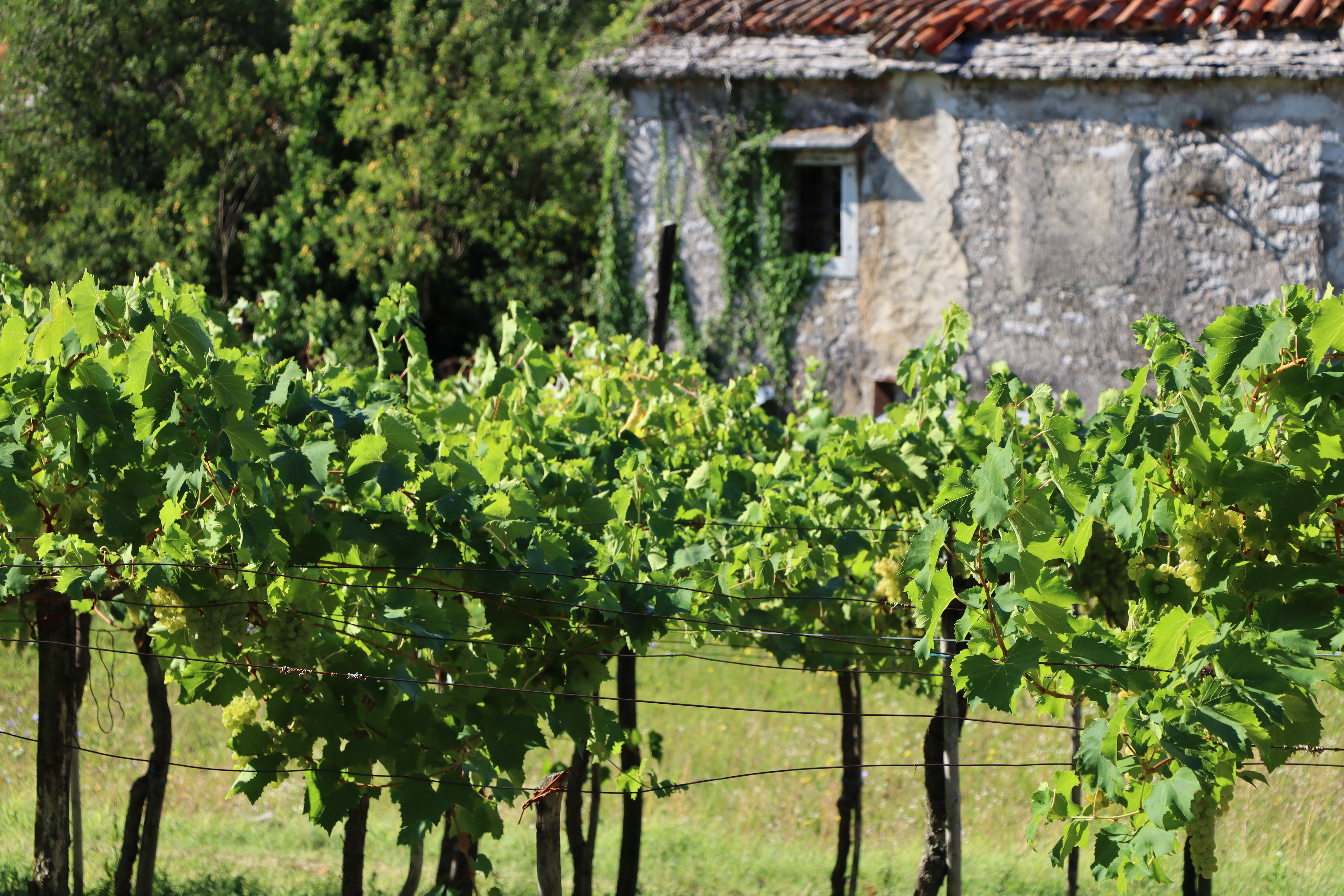 Slovenia Grapevine White Grapes 6000x4000