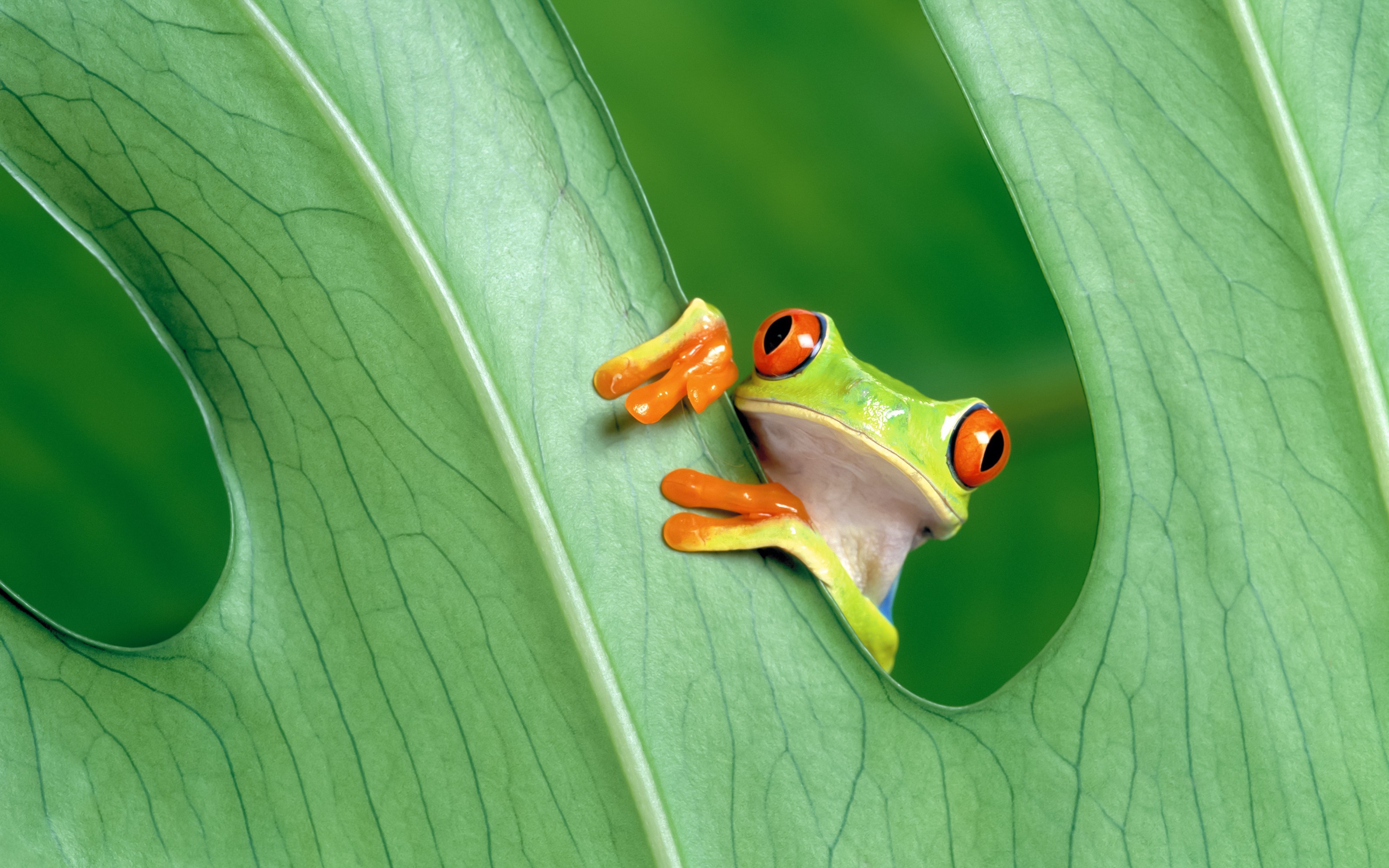 Frog Amphibian Leaves Red Eyed Tree Frogs 3200x2000