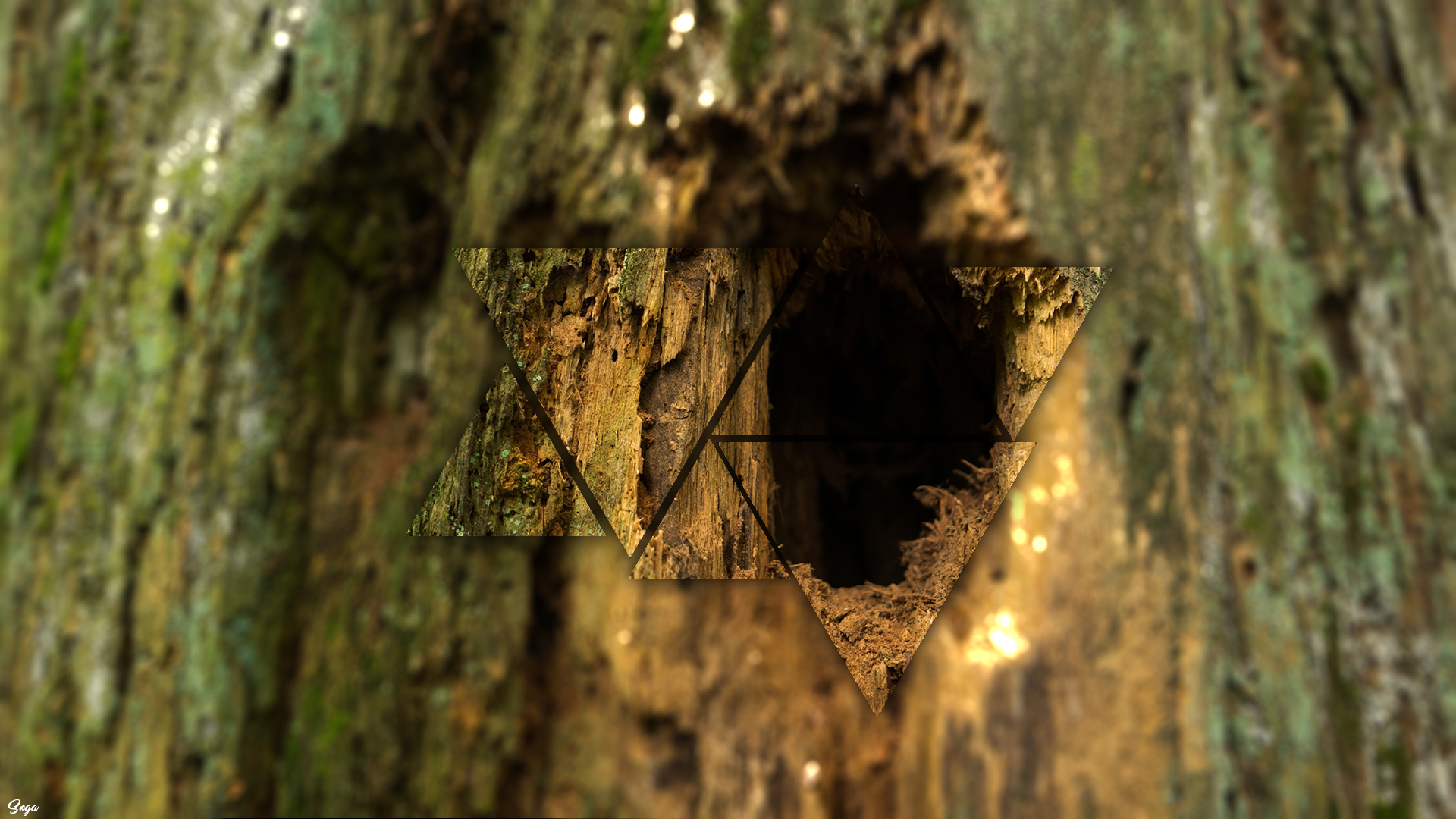 Wood Tree Stump Blurred 1920x1080