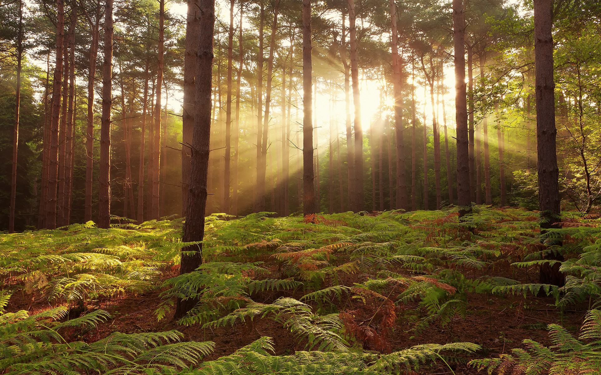 Nature Trees Forest Sun Rays Leaves Branch Plants Ferns 1920x1200