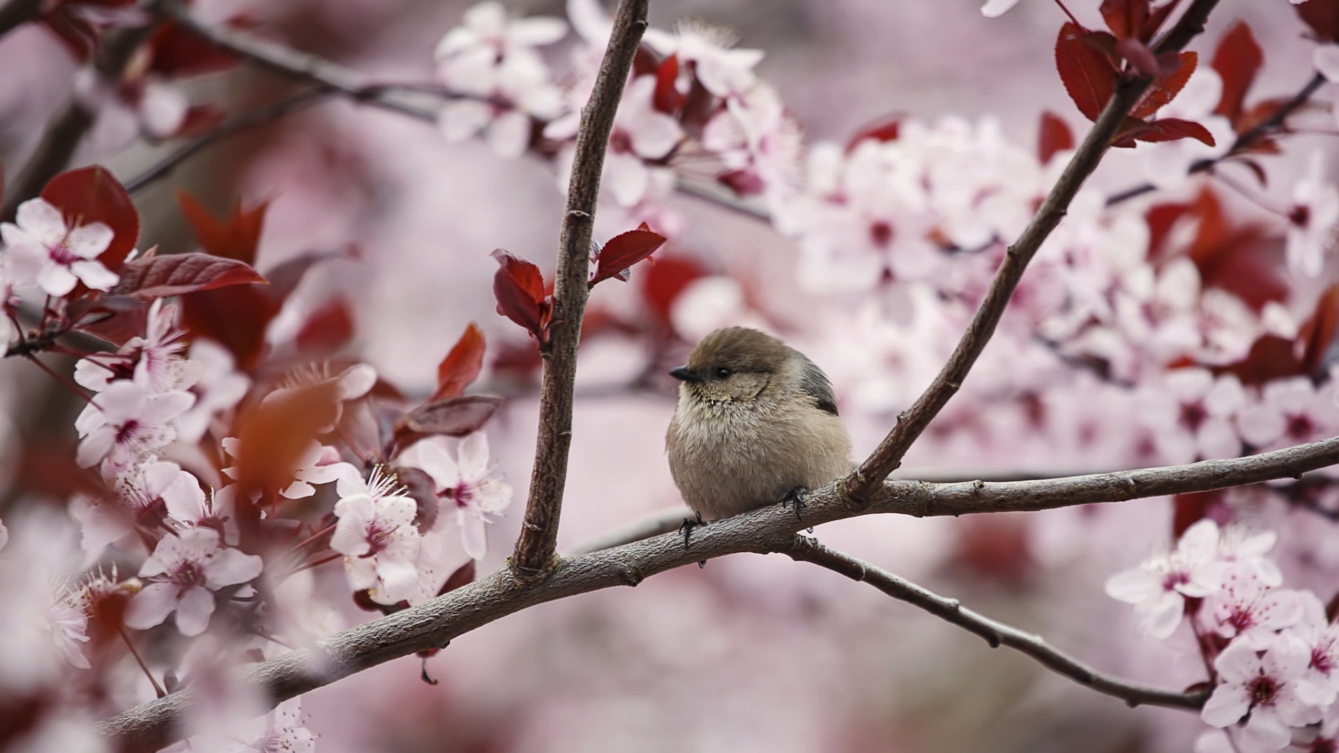 Bird Branch Cherry Tree Blossom Pink Flower 1920x1080