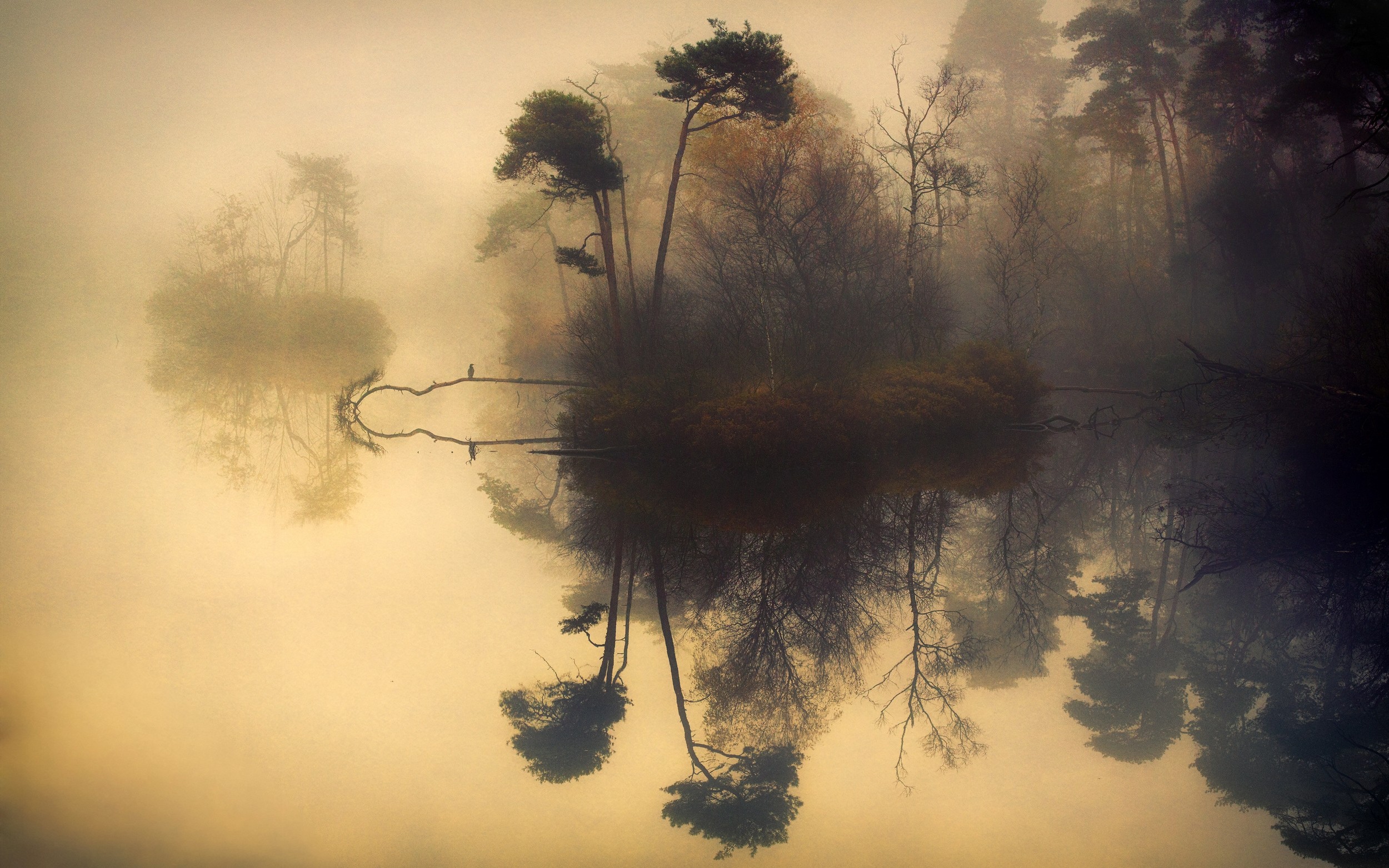 Nature Landscape Mist Lake Trees Water Reflection Shrubs Fall Birds Calm Morning Beige Pine Trees 2500x1563