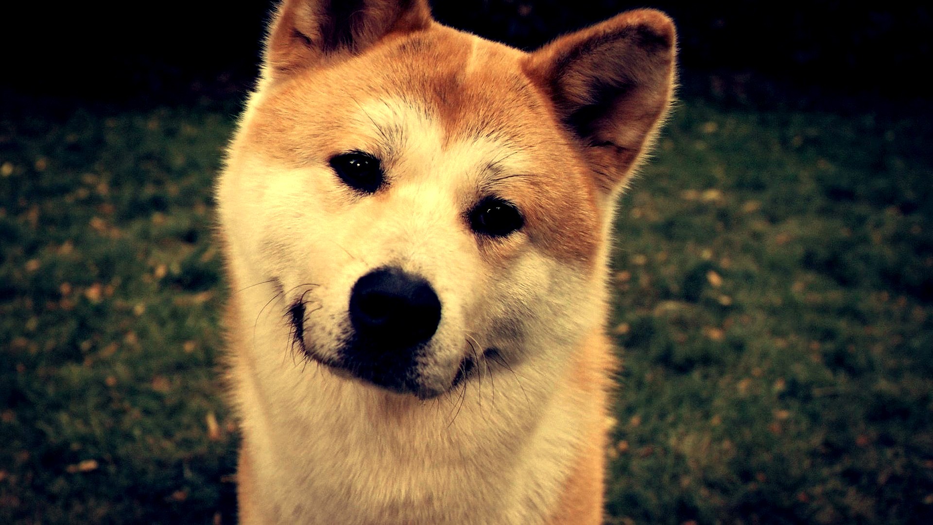 Dog Shiba Inu Looking At Viewer Animals 1920x1080