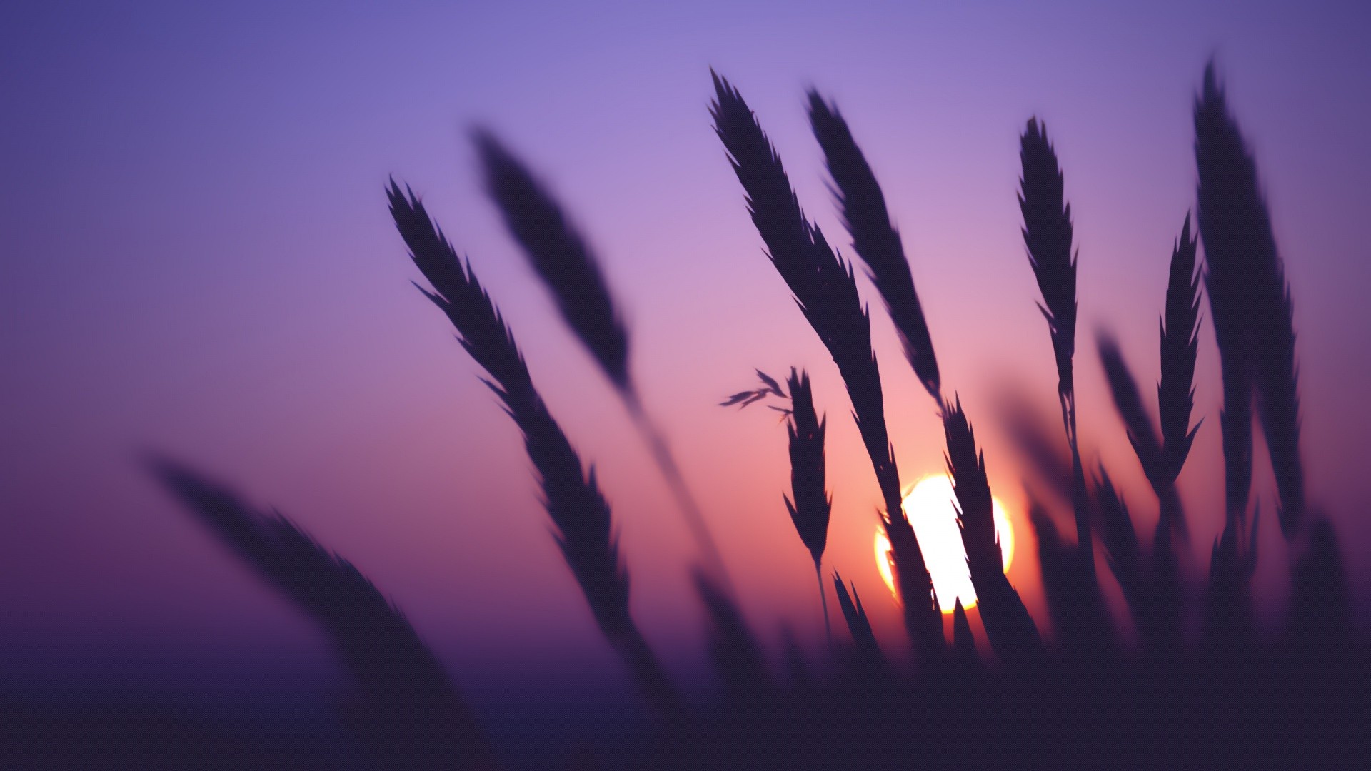 Spikelets Sunset Nature Silhouette 1920x1080