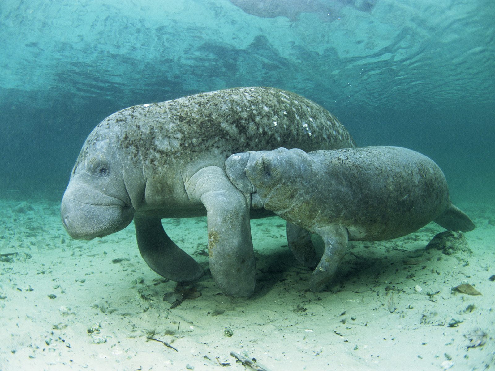 Manatee Dugong 1600x1200