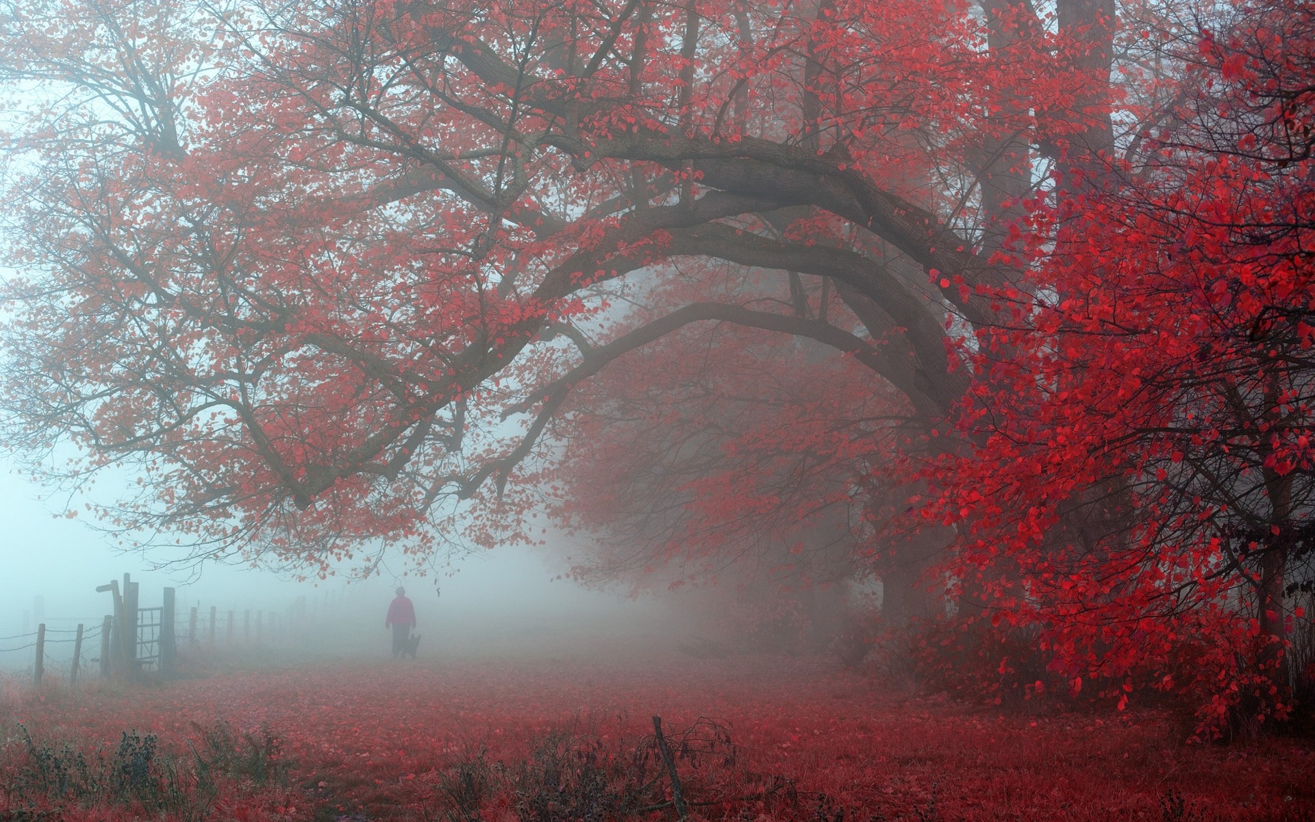 Nature Landscape Morning Red Leaves Trees Mist Fence UK Walking Atmosphere Fall 1920x1200