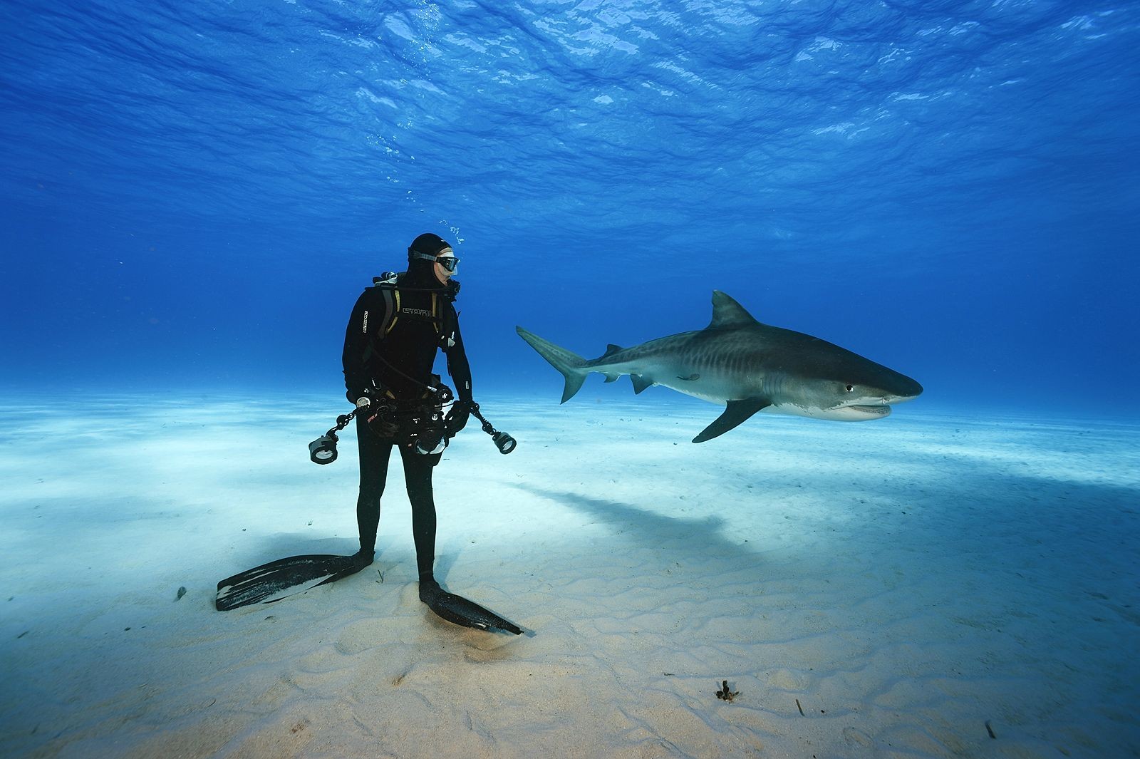 Nature Underwater Shark Animals Divers Sea 1600x1065