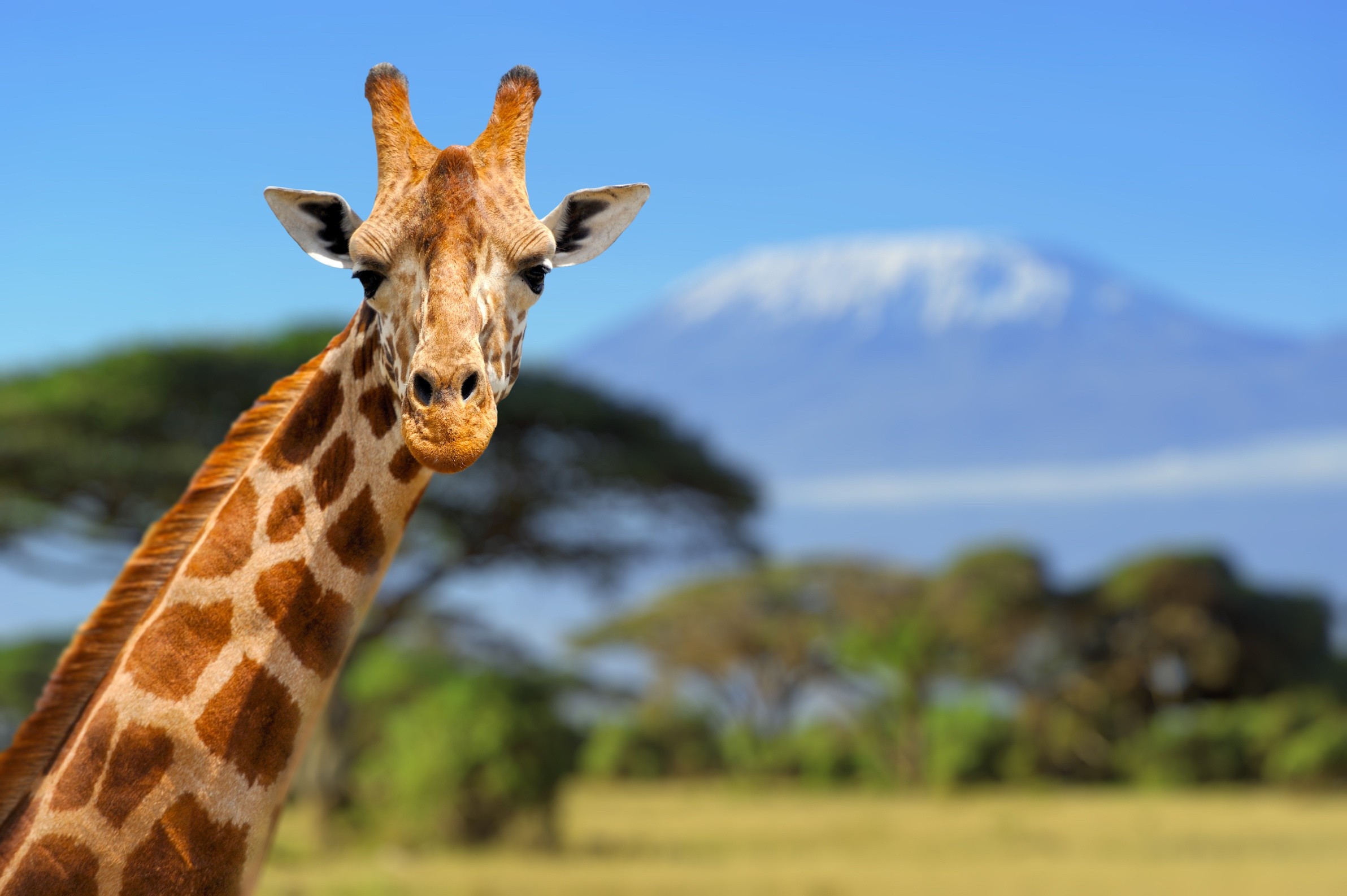 Giraffes Animals Wilderness 2384x1586