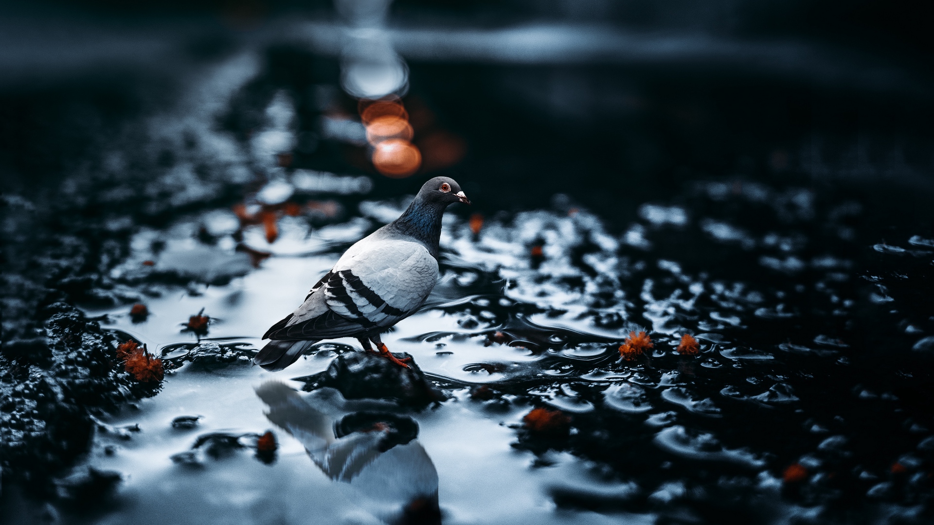 Animals Birds Photography Pigeons Wet Macro 1920x1080