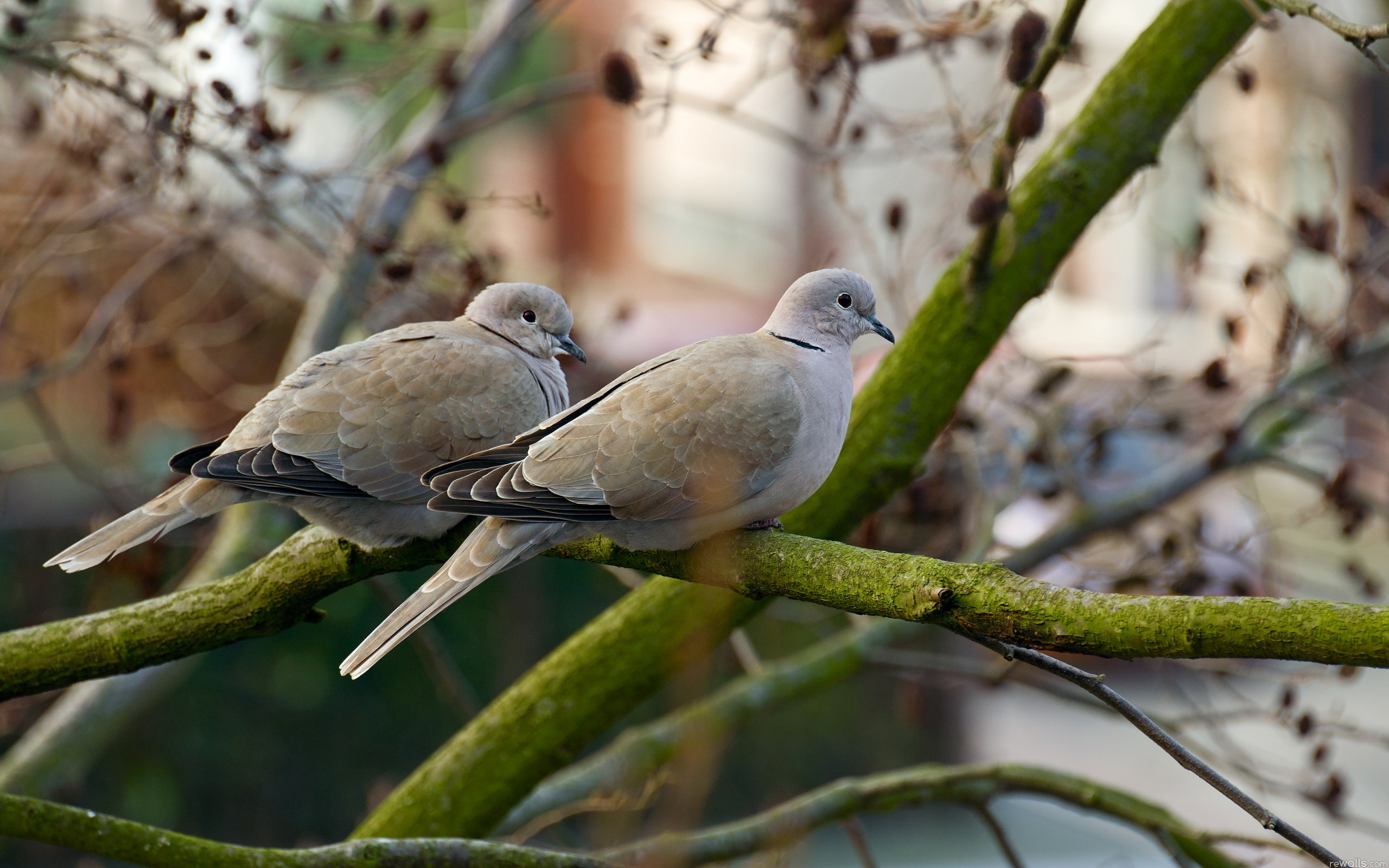 Animal Dove 2560x1600