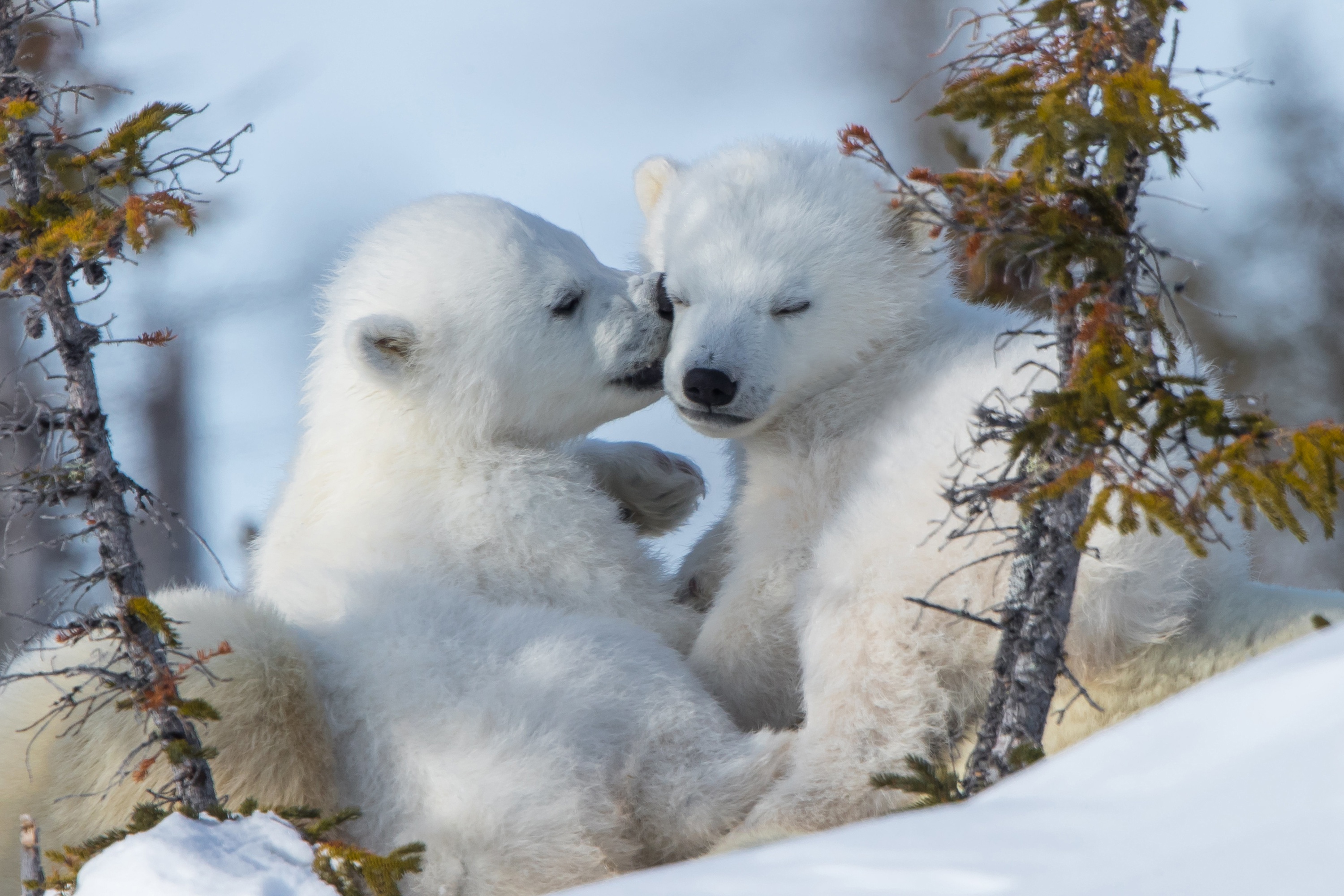 Polar Bears Bears Nature Mammals Animals Baby Animals 3000x2000