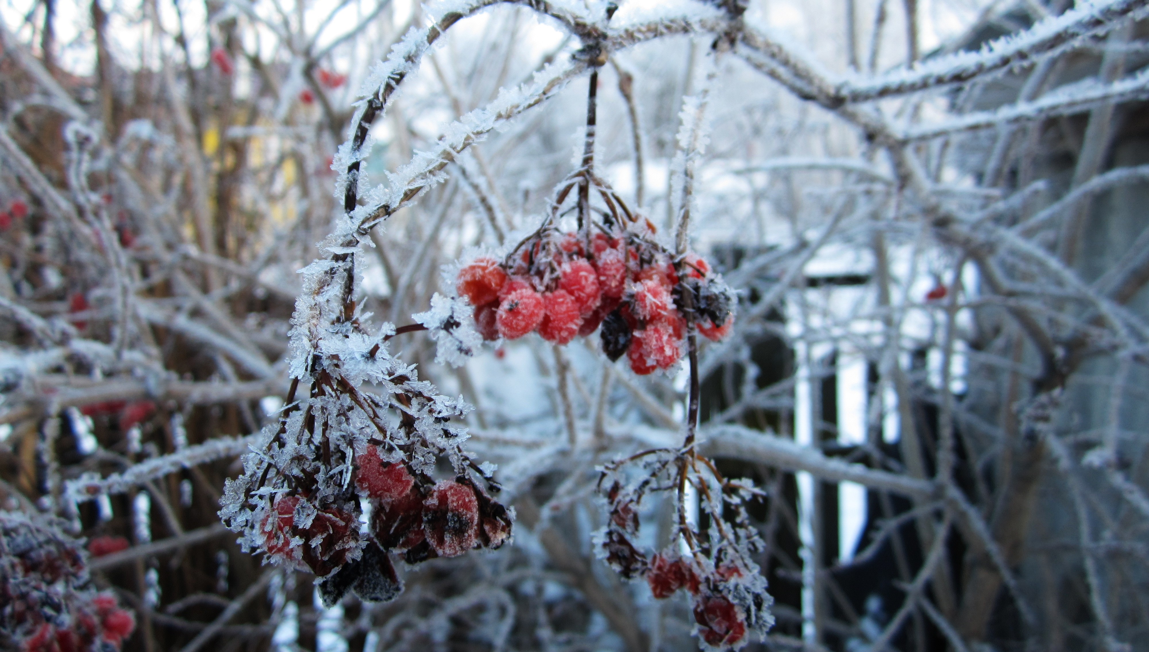Russia Winter Snow Rowan Rowanberry Snowflakes Closeup Macro Ice Plants 4000x2272