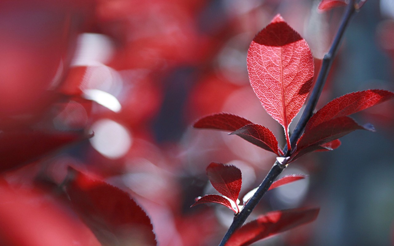 Plants Branch Red Leaves Bokeh 1280x800