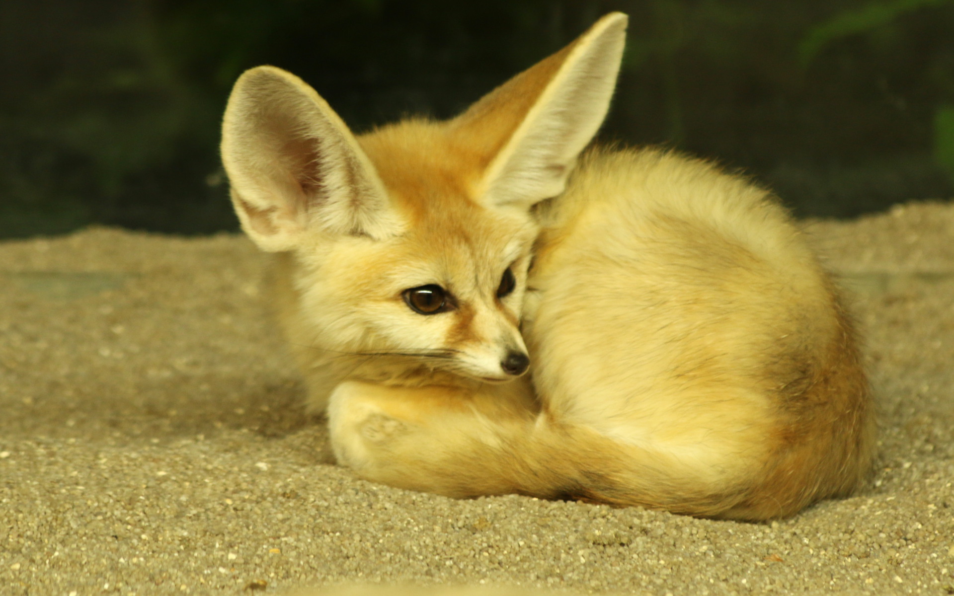 Fennec Fennec Fox Animal Ears Fur 1920x1200