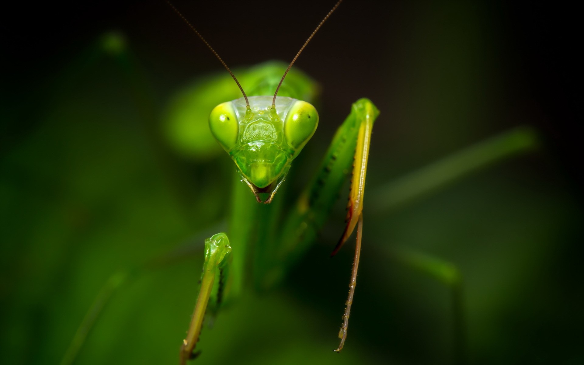 Animals Insect Mantis Wildlife 1920x1200