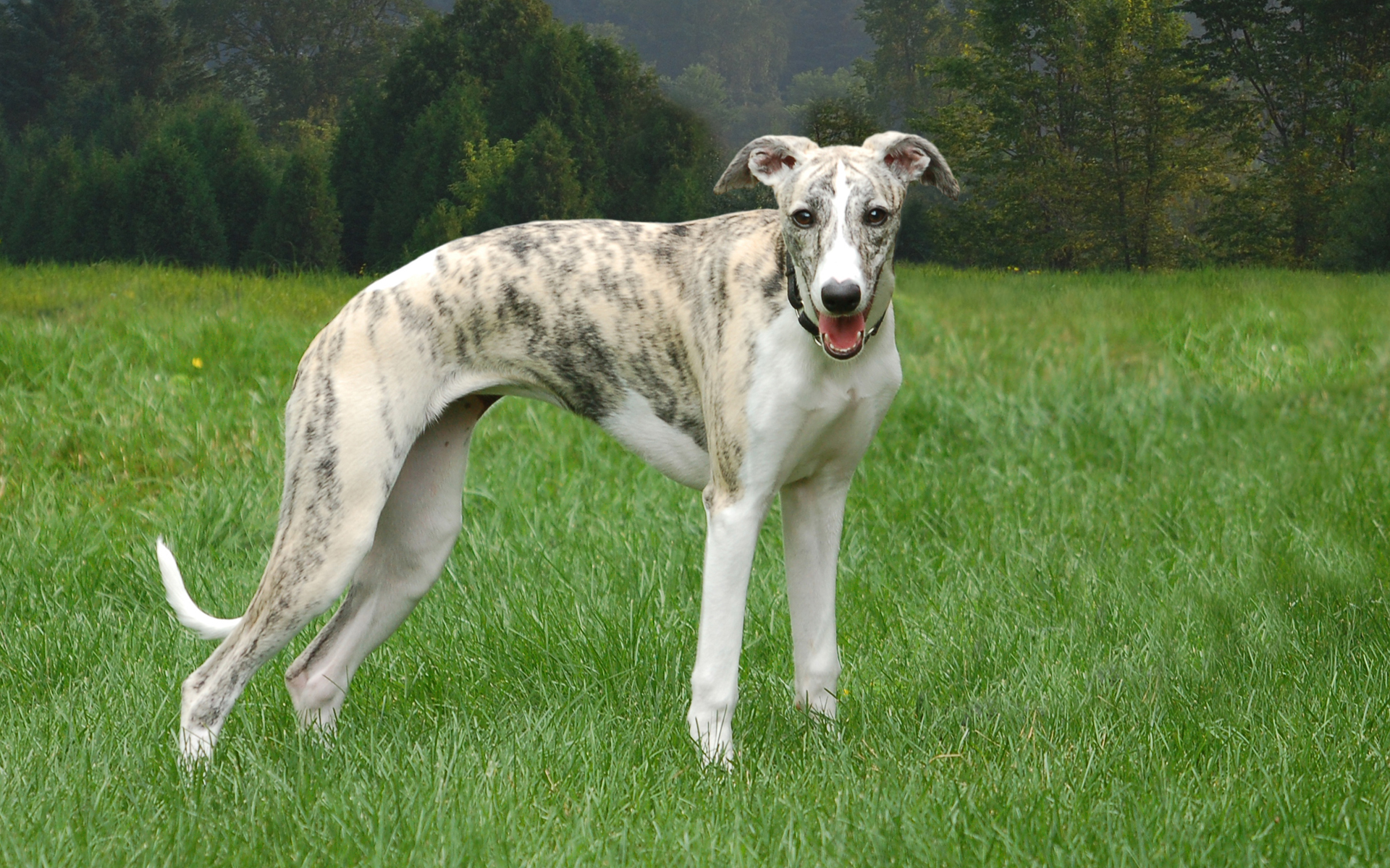 Animal Whippet 1920x1200