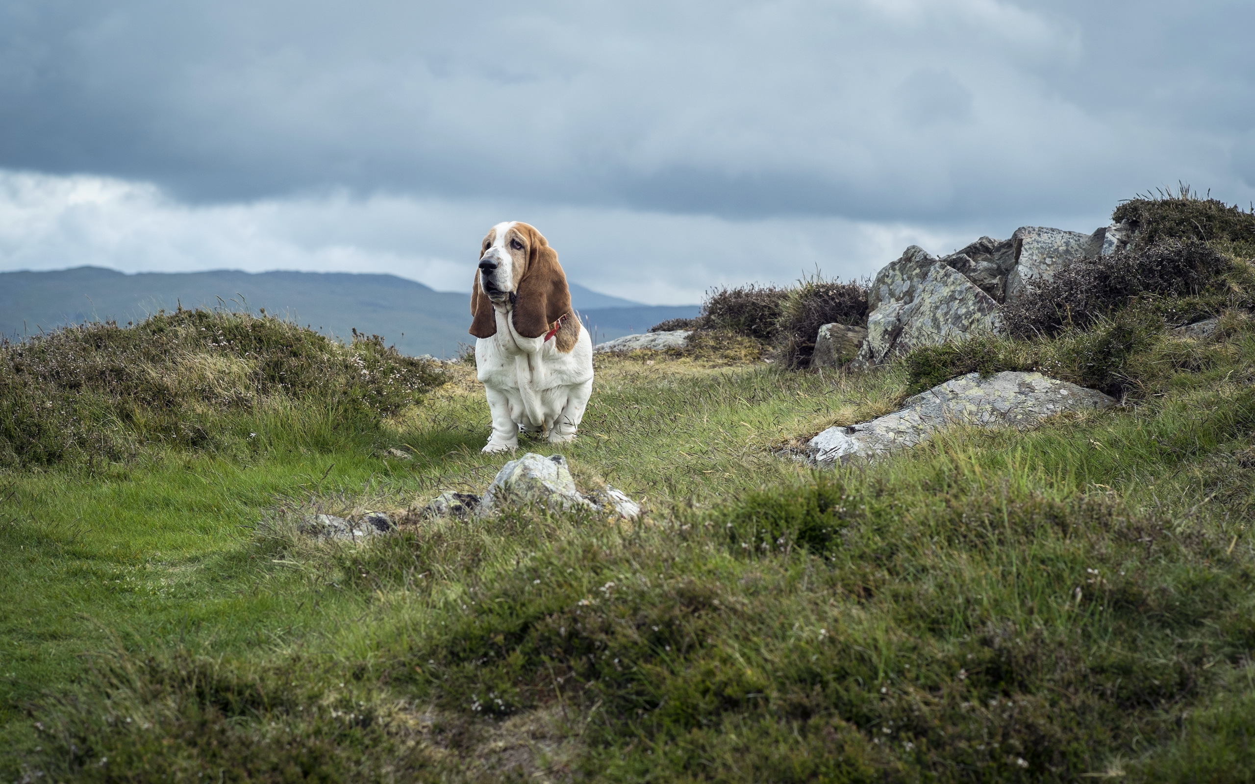 Animal Basset Hound 2560x1600