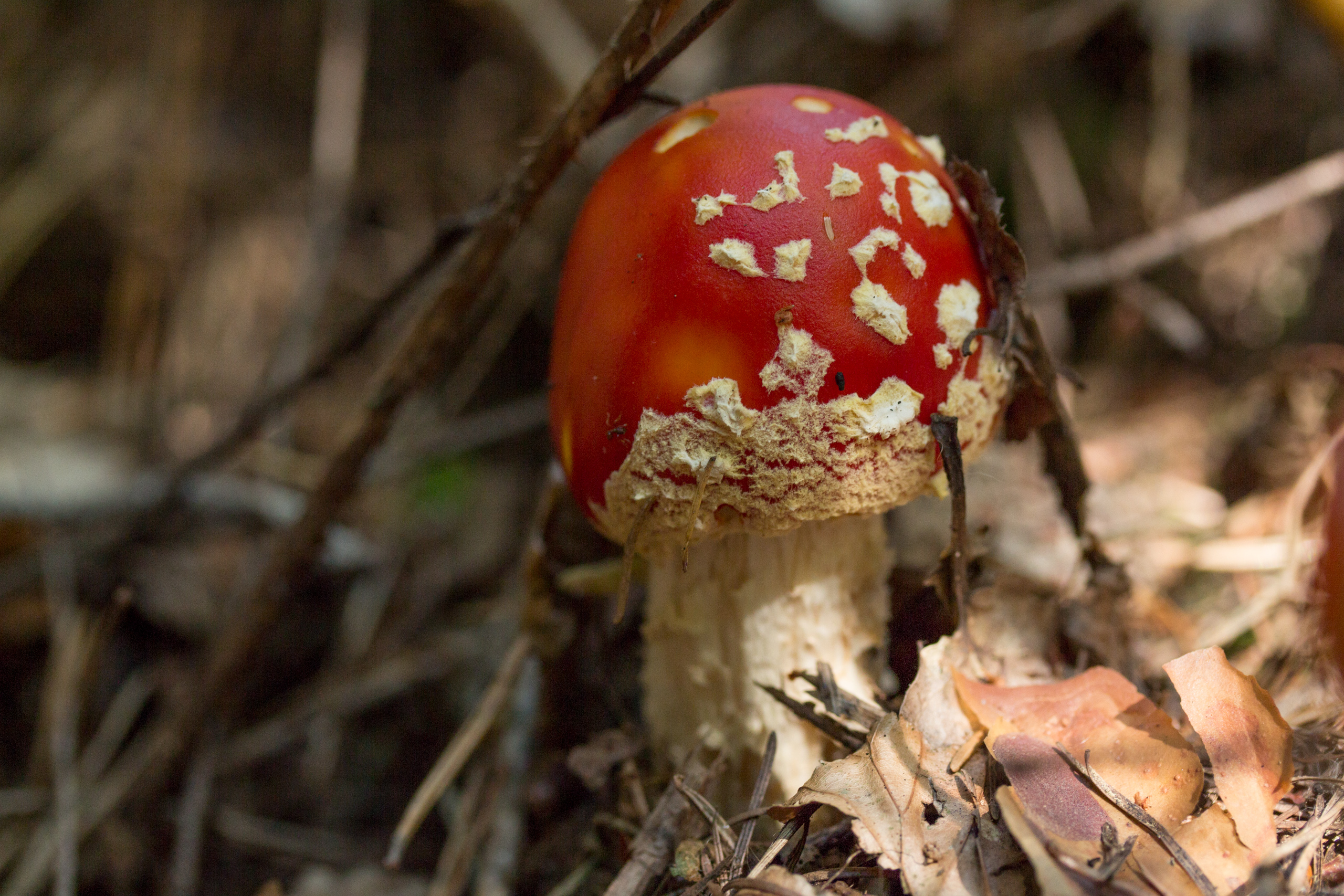 Mushroom Nature Photography Forest Wood Fungus Moss 2560x1707