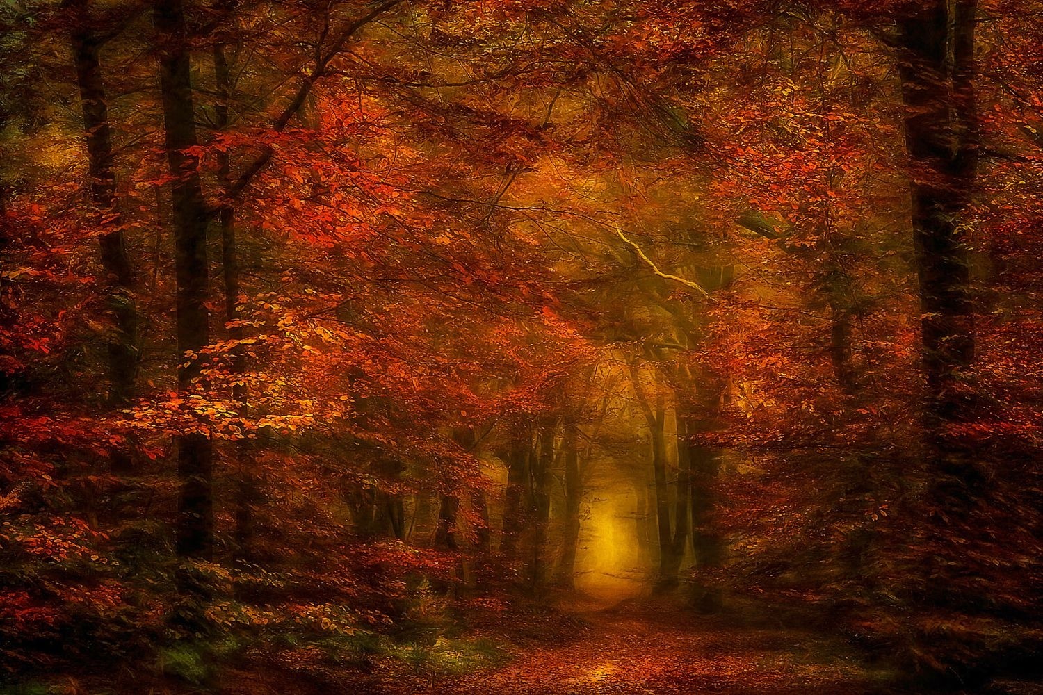 Nature Photography Landscape Forest Fall Path Mist Amber Leaves Natural Light Tunnel Trees 1500x1000