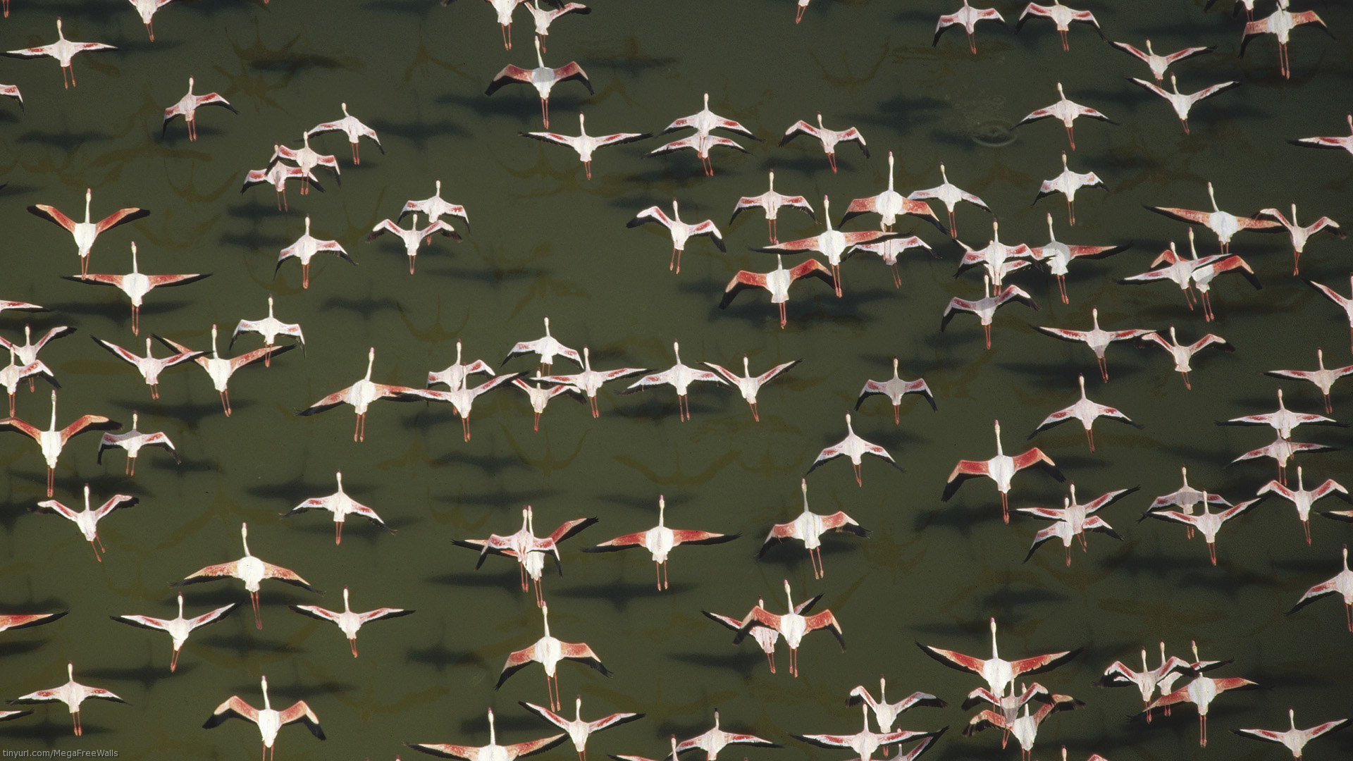 Animal Bird Flock Of Birds Flamingo 1920x1080
