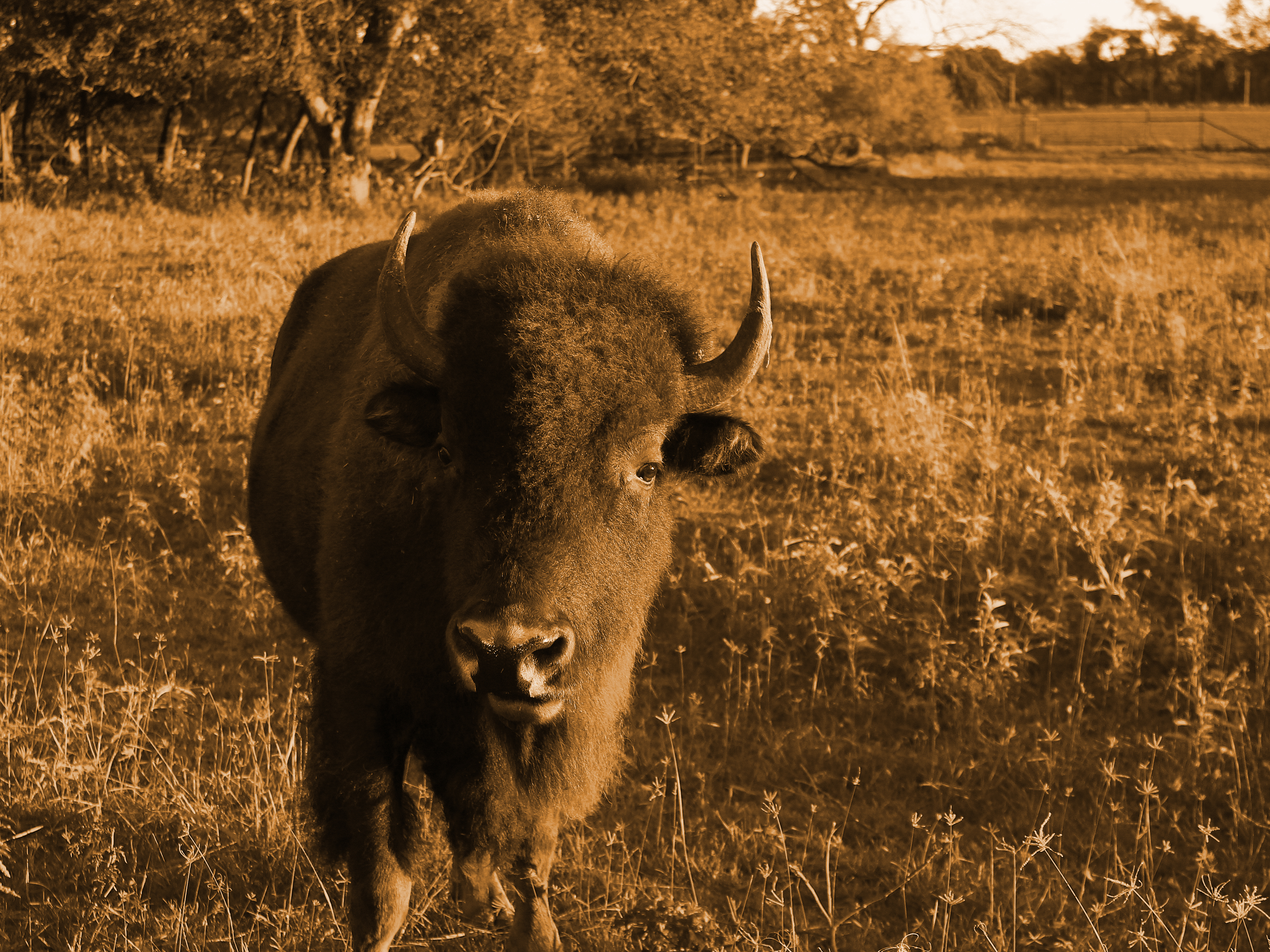 Animal American Bison 3072x2304