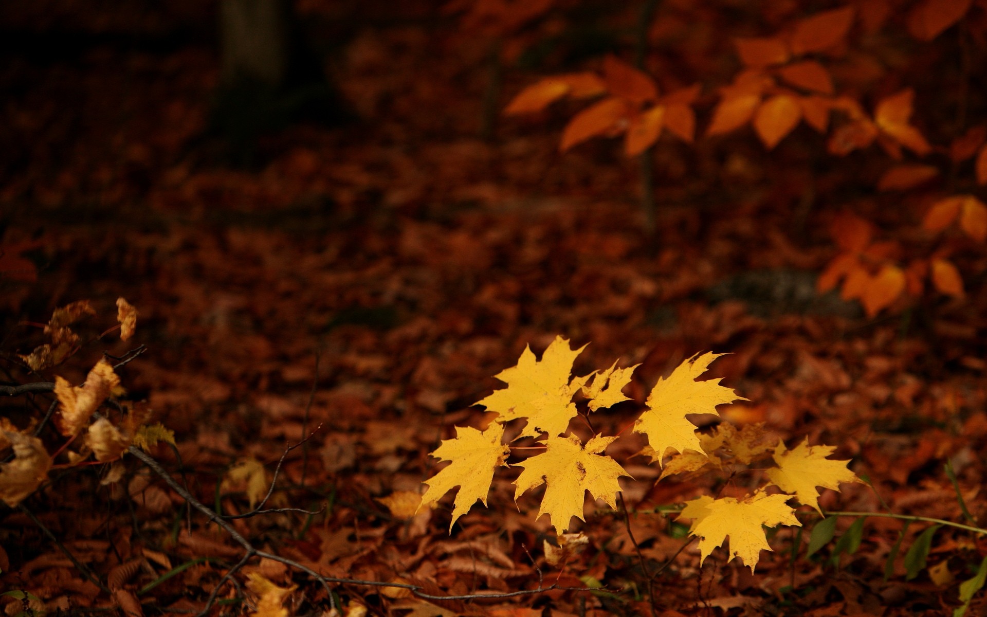 Fall Seasons Forest Leaves Nature 1920x1200