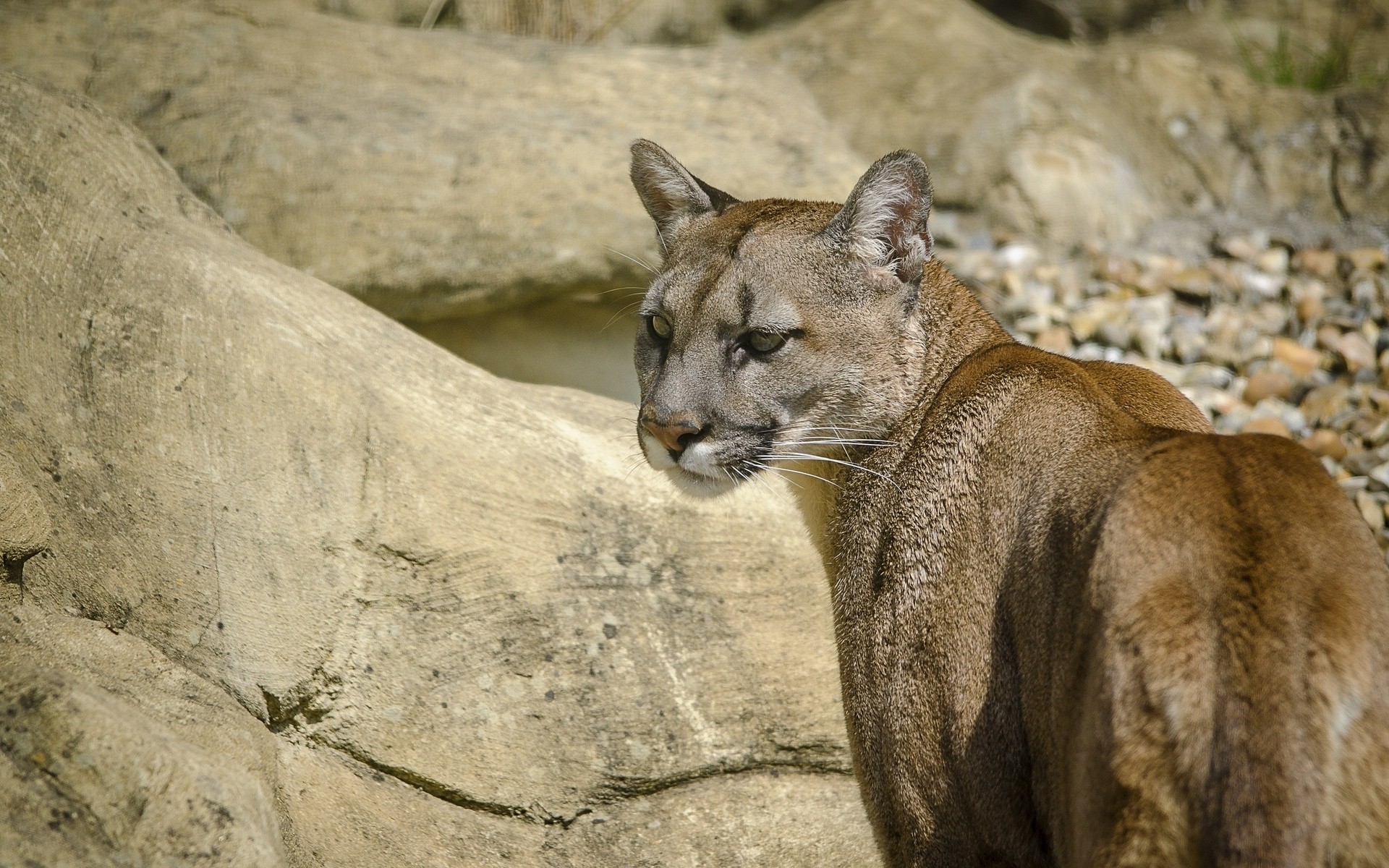 Animals Pumas Wildlife Mammals 1920x1200