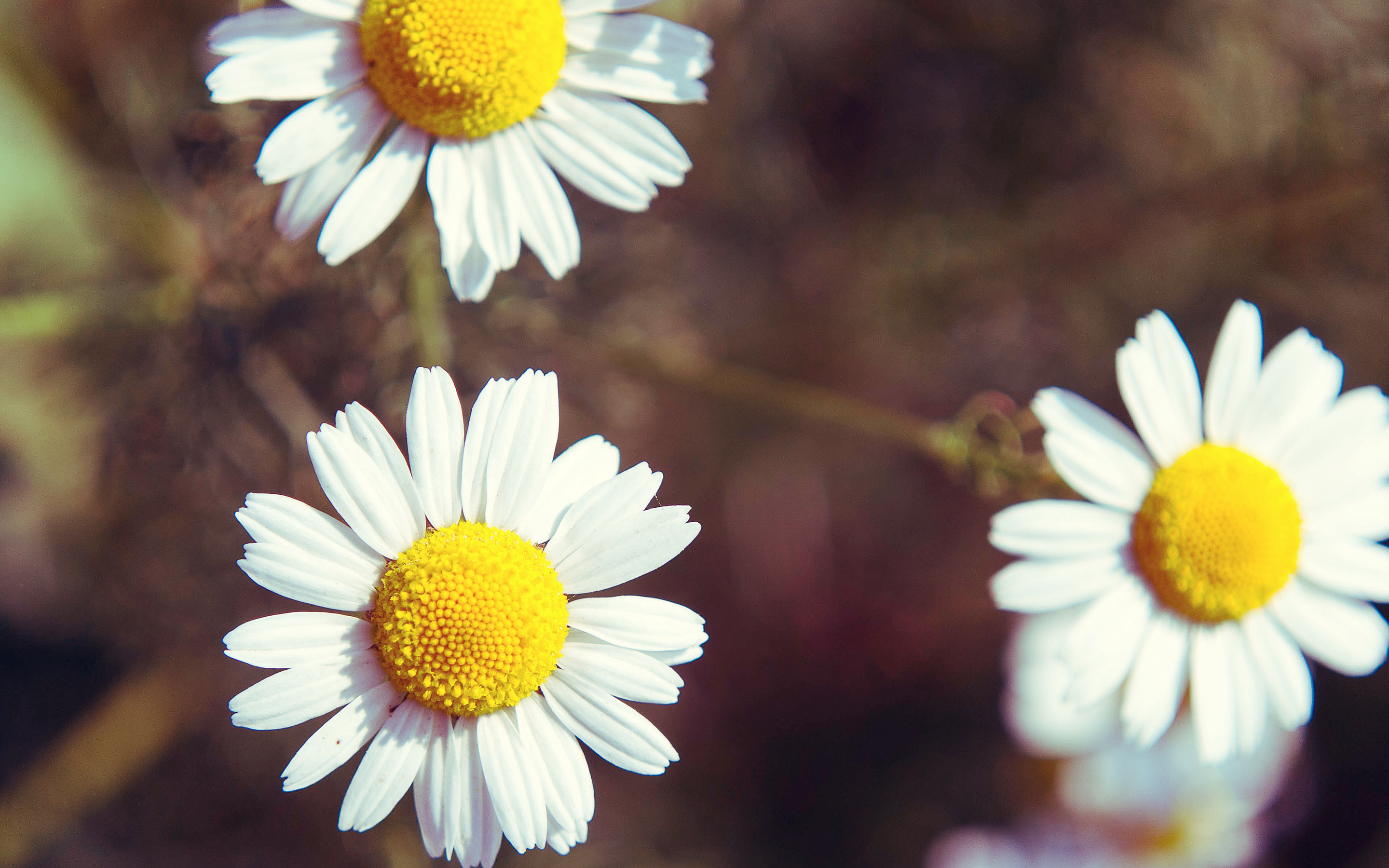 Daisies Flowers Plants Matricaria White Flowers Yellow 2880x1800