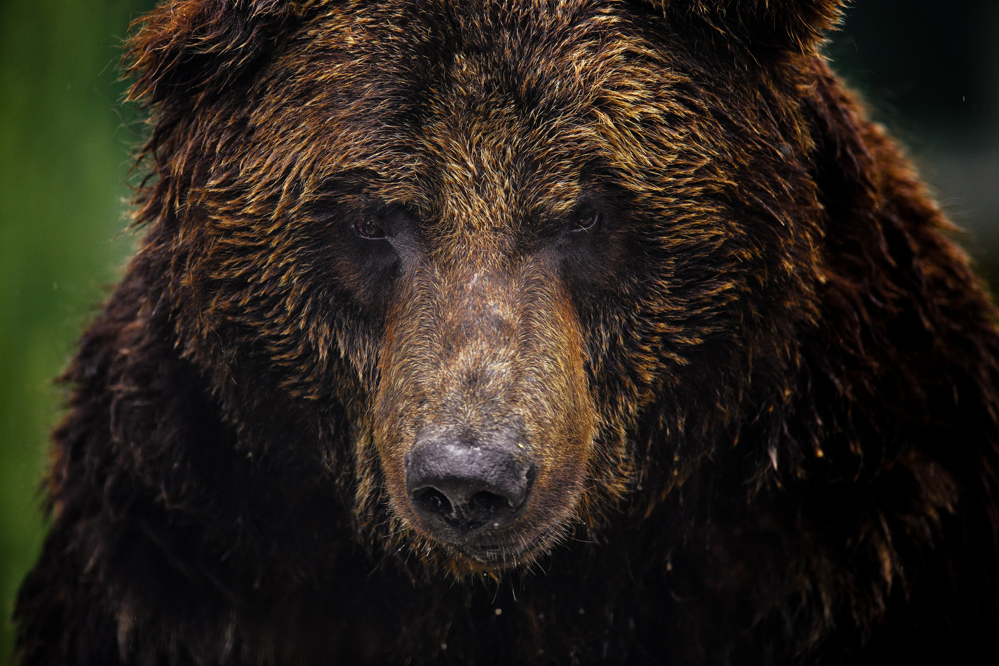 Animal Bear Grizzly Bear Face Close Up 2048x1365
