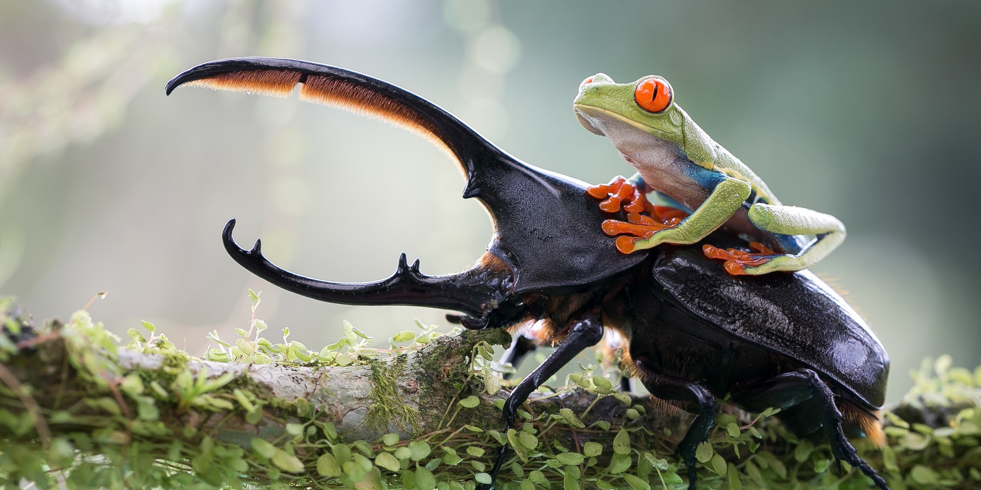 Nature Animals Frog Depth Of Field Macro Insect Stags Leaves Branch Red Eyed Tree Frogs Amphibian Be 2000x1000