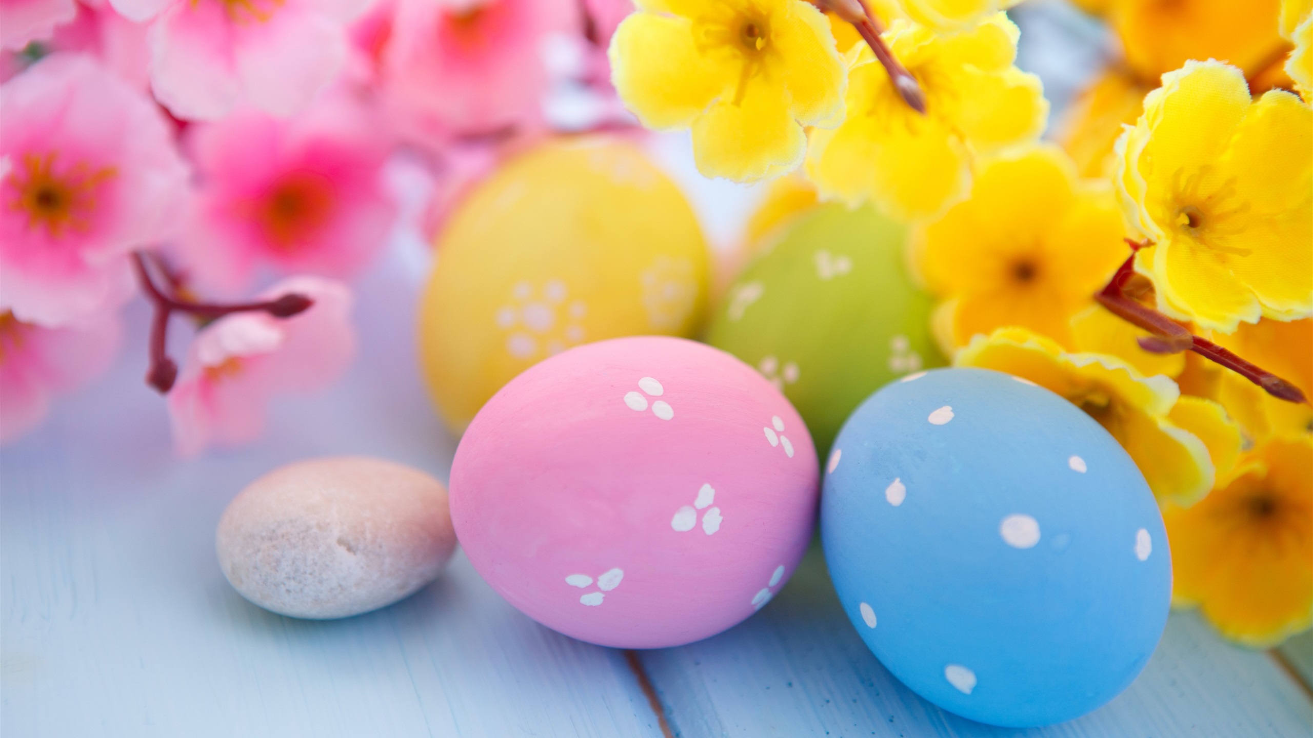 Easter Eggs Flowers Easter Colorful Plants 2560x1440