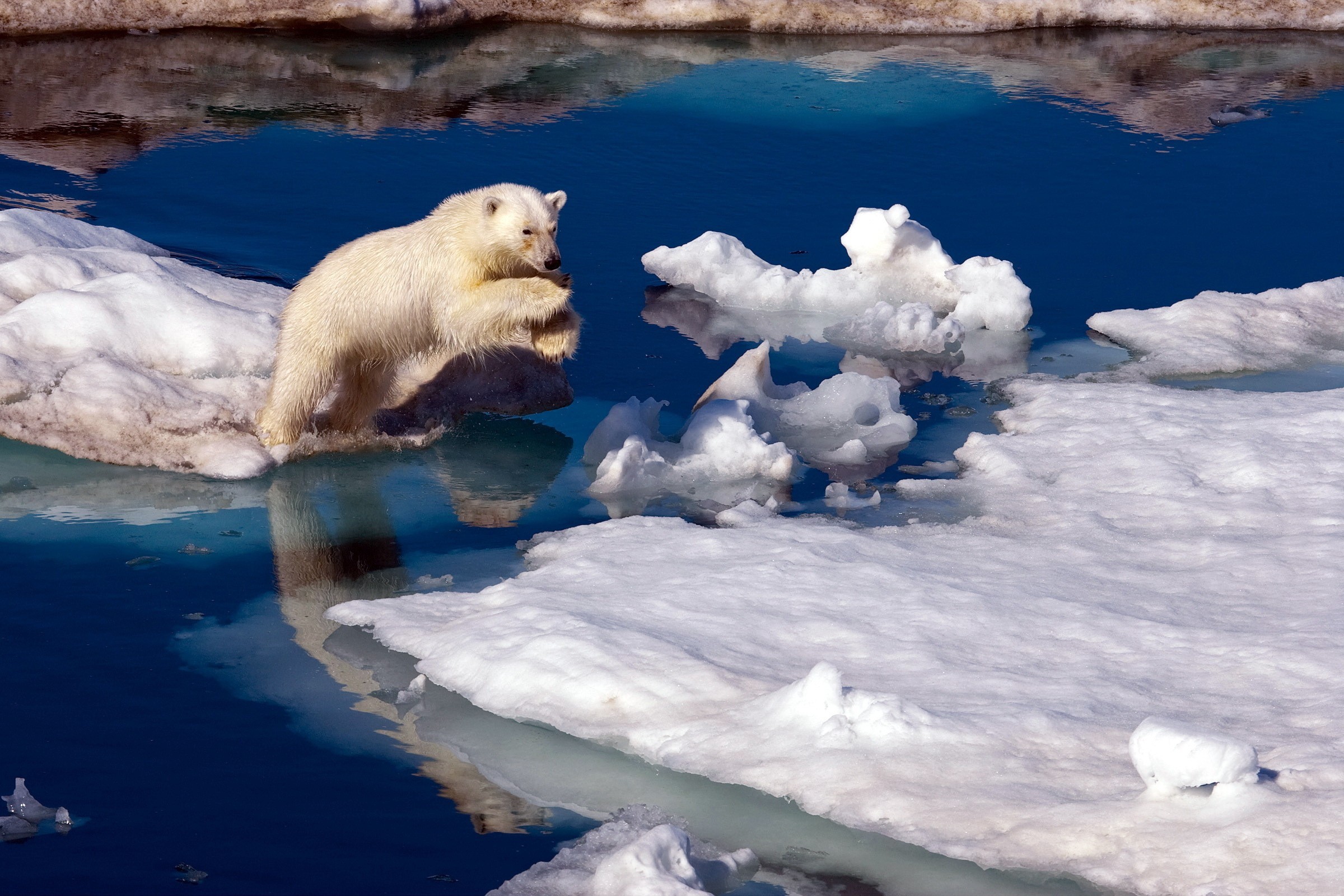 Nature Animals Polar Bears Ice Iceberg Sea Water Jumping Snow Reflection 2400x1600