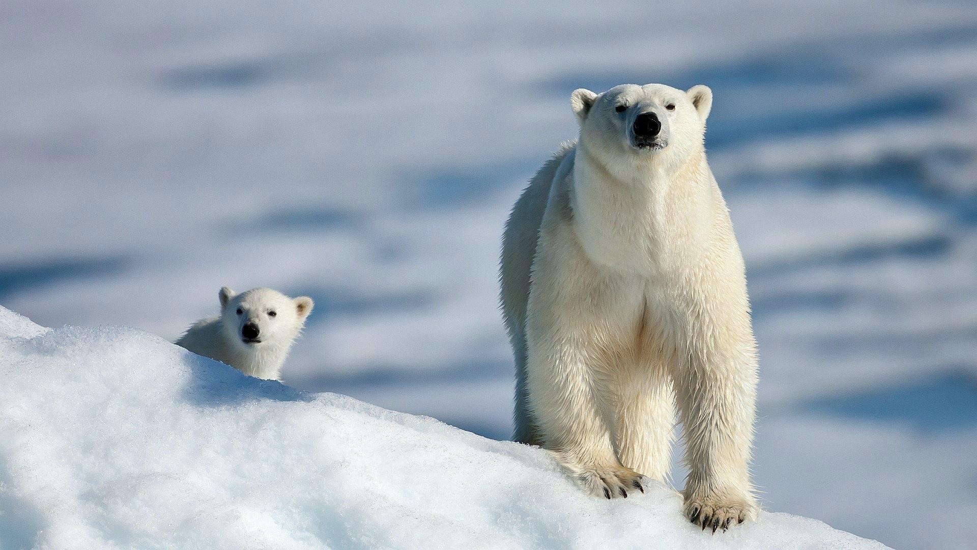 Polar Bears Animals Snow Cubs 1920x1080
