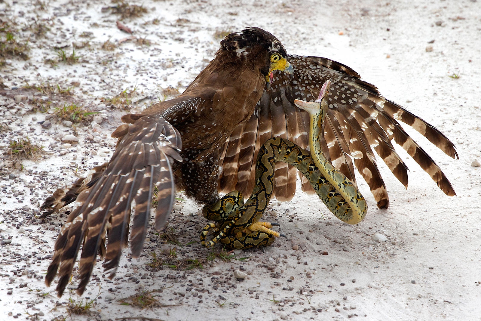 Nature Animals Winter Birds Snake Falcons Snow Wings Feathers Fighting Wildlife 1600x1067