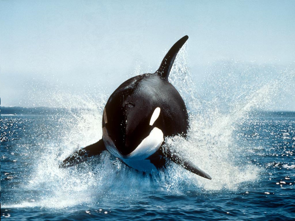 Whale Orca Animals 1024x768